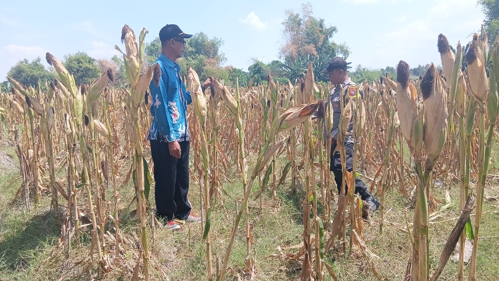 Polsek Trucuk Dampingi Petani Desa Kanten Panen Jagung,  Wujud Dukungan Nyata Ketahanan Pangan Nasional