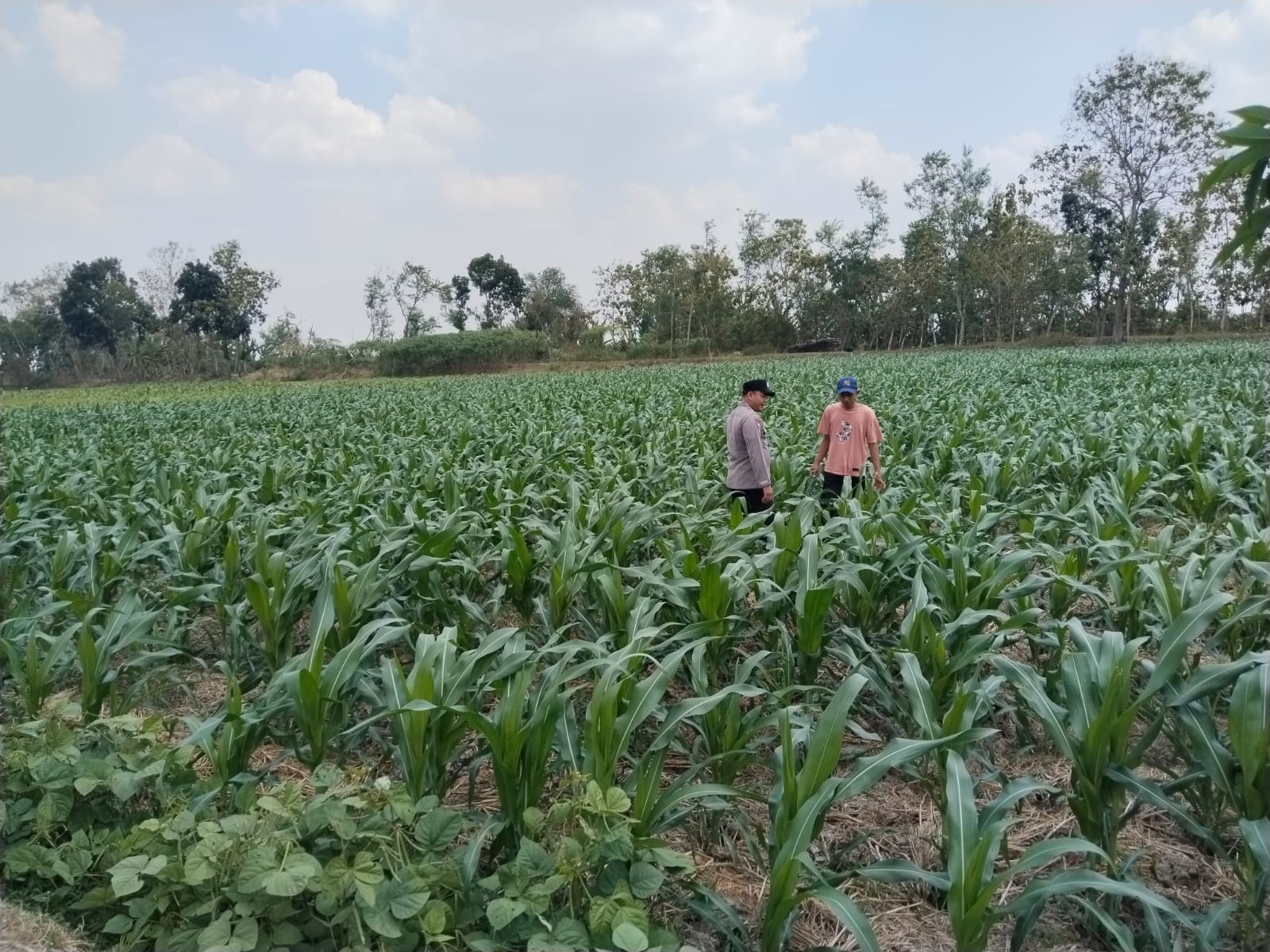 Bhabinkamtibmas Polsek Kanor Bersama Petani Jagung Cek Pertumbuhan Tanaman Jagung
