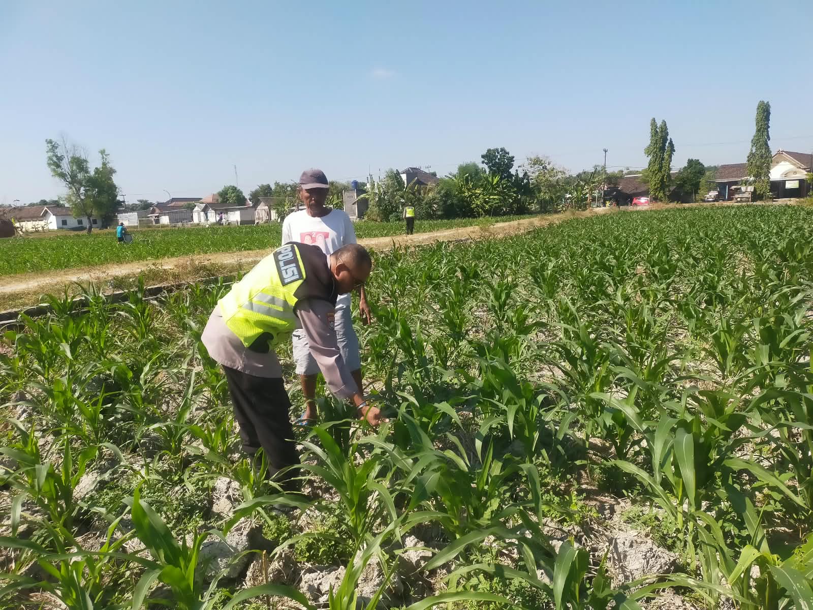 Polsek Ngraho Intensifkan Pendampingan Petani Jagung untuk Perkuat Ketahanan Pangan