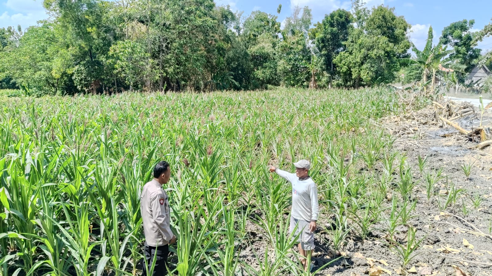 Polri Hadir di Tengah Petani Jagung