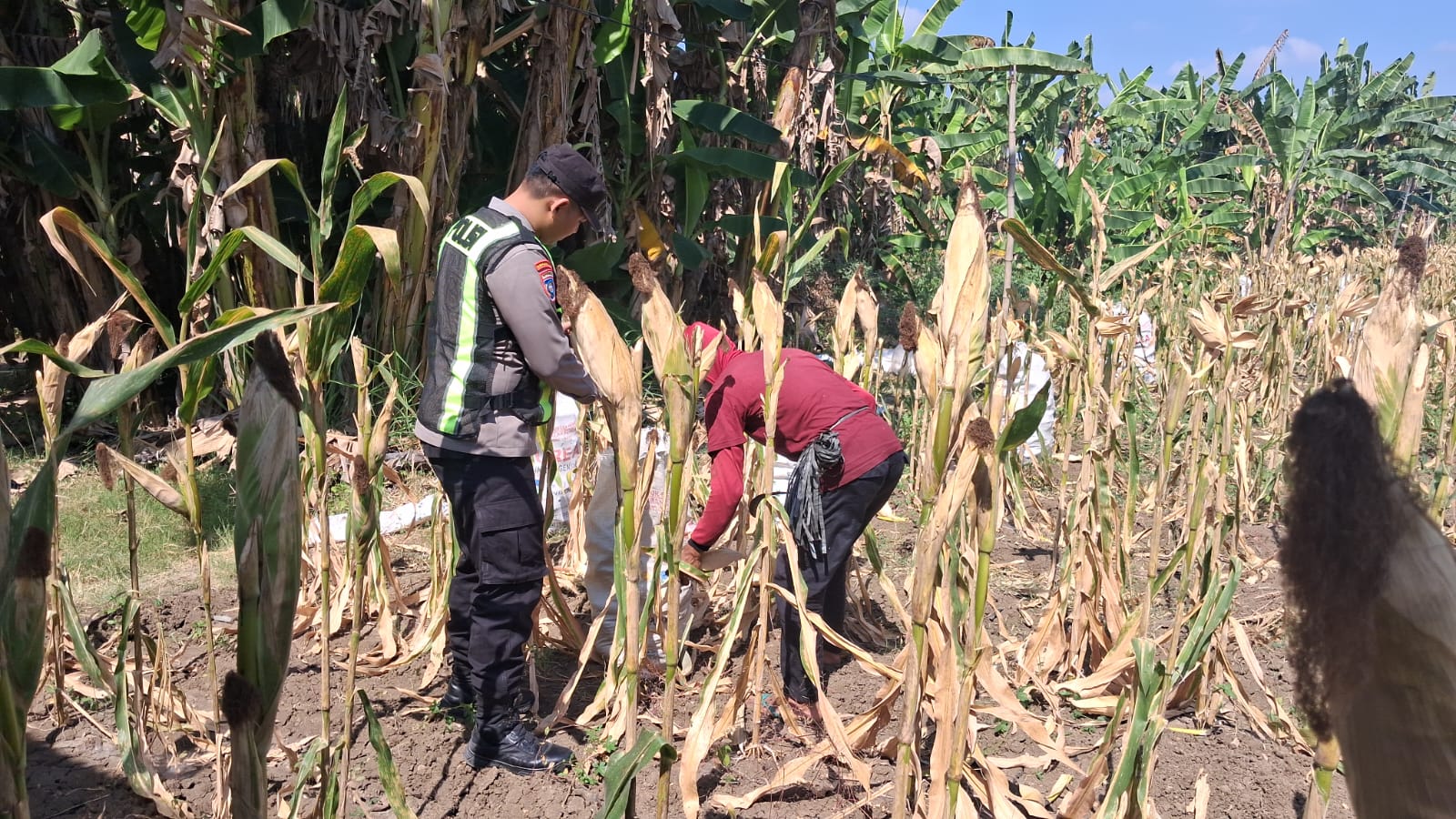 Dukung Ketahanan Pangan, Polsek Kalitidu Dampingi Petani Memasuki Masa Panen Jagung