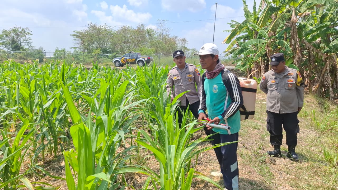 Dukung Asta Cita Presiden RI, Polsek Gayam Dampingi Petani Jagung di Ds. Katur Kec. Gayam