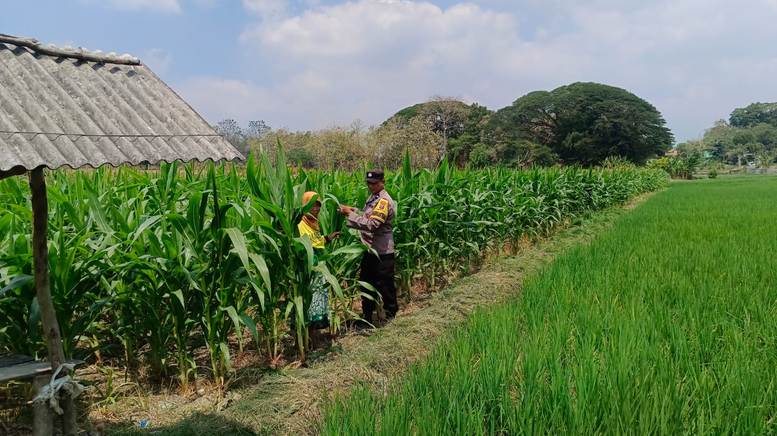 Sambang Dan Dialogis Bhabinkamtibmas Polsek Bubulan Berikan Motovasi Kepada Petani Jagung