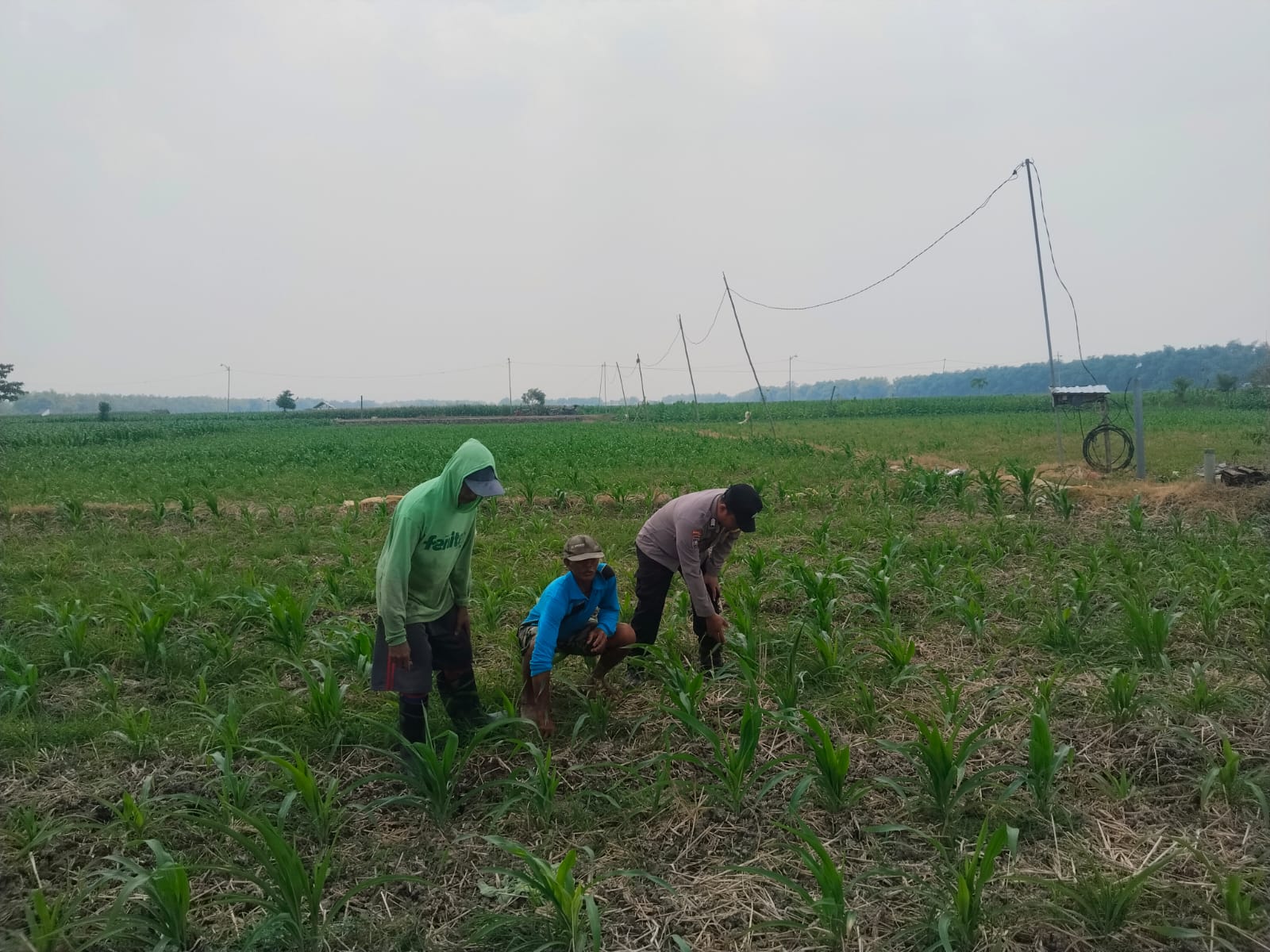 Bhabinkamtibmas Polsek Kanor Dampingi Petani Jagung