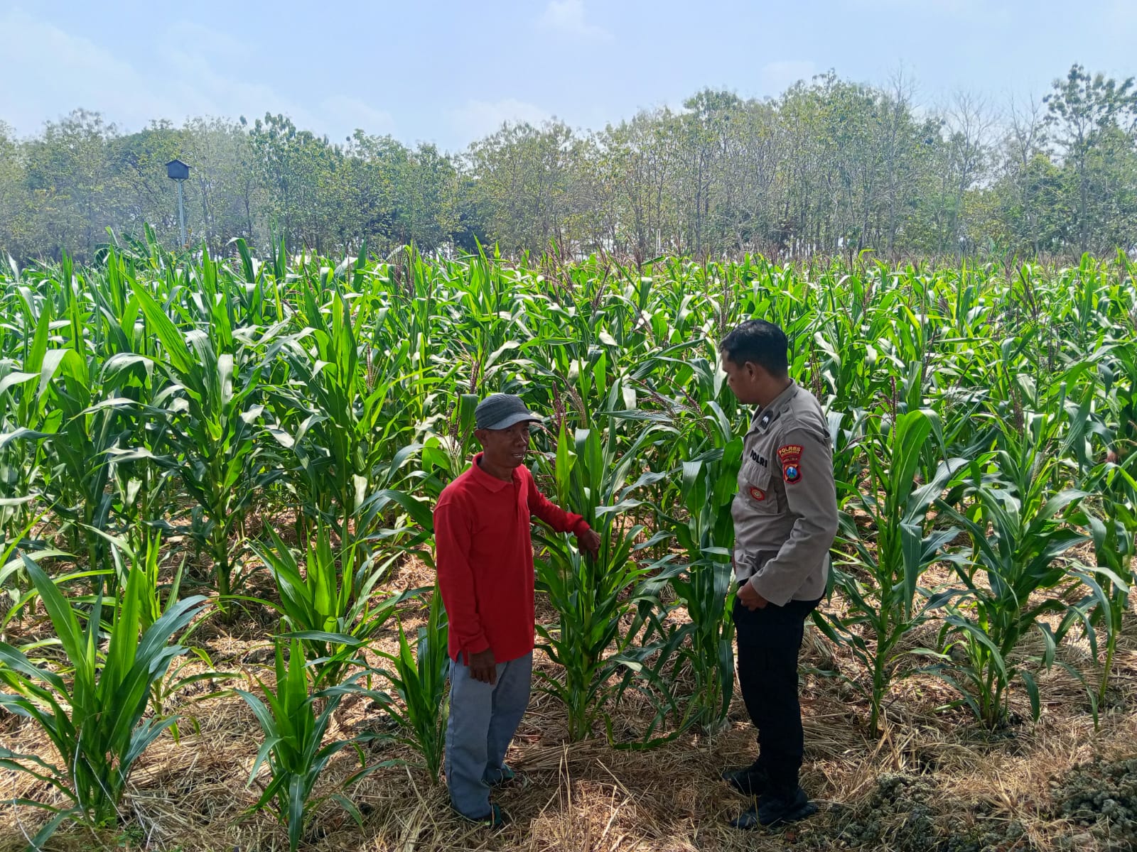 BHABINKAMTIBMAS POLSEK KANOR DAMPINGI PETANI JAGUNG DUKUNG KETAHANAN PANGAN