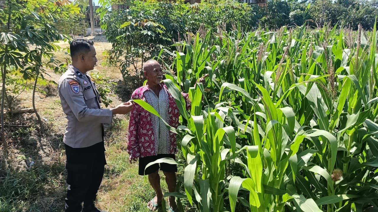 BHABINKAMTIBMAS POLSEK NGRAHO DAMPINGI PETANI JAGUNG DUKUNG KETAHANAN PANGAN NASIONAL