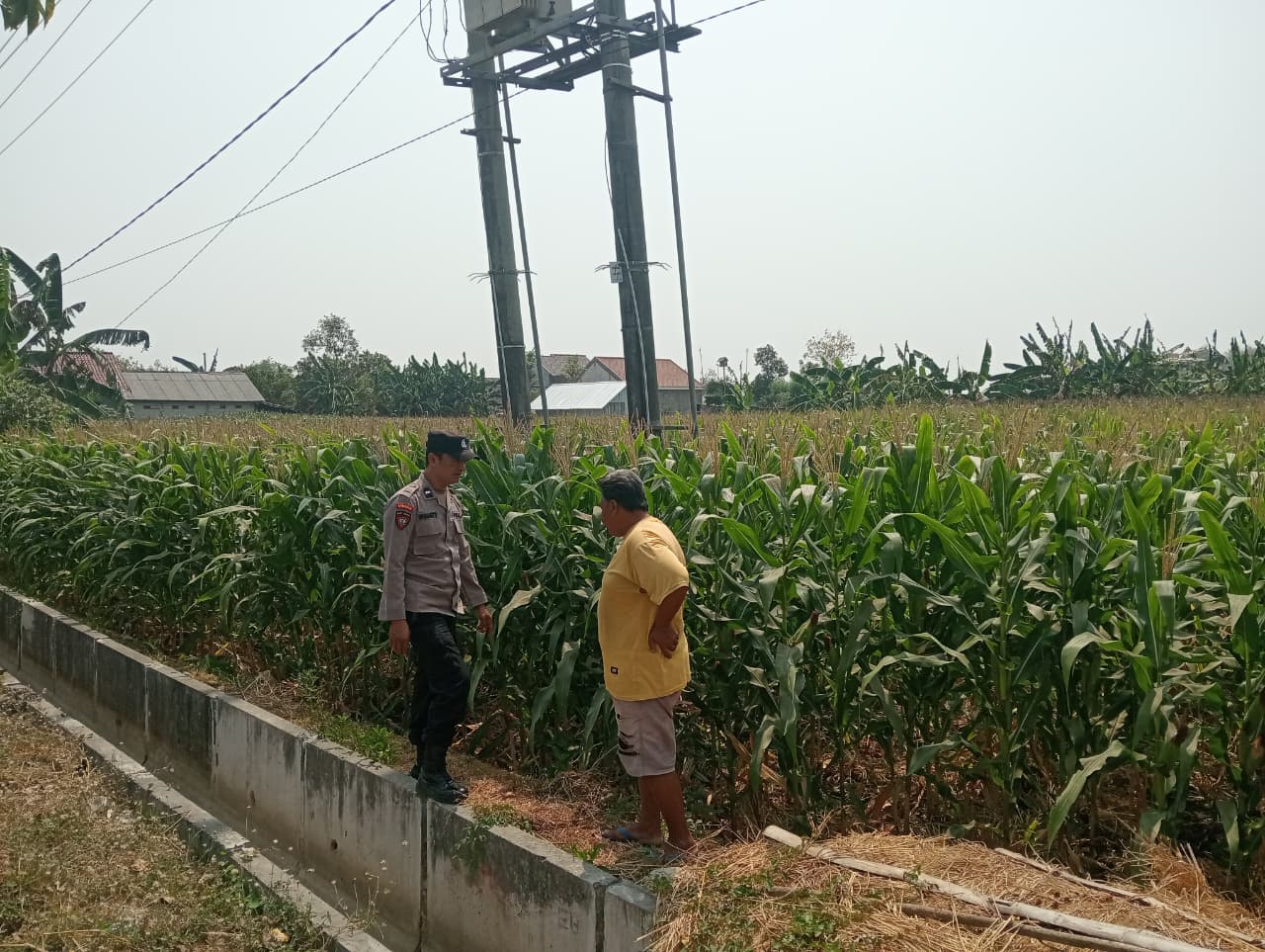 Polsek Padangan Dukung Ketahanan Pangan, Monitoring dan Pendampingan Tanaman Jagung