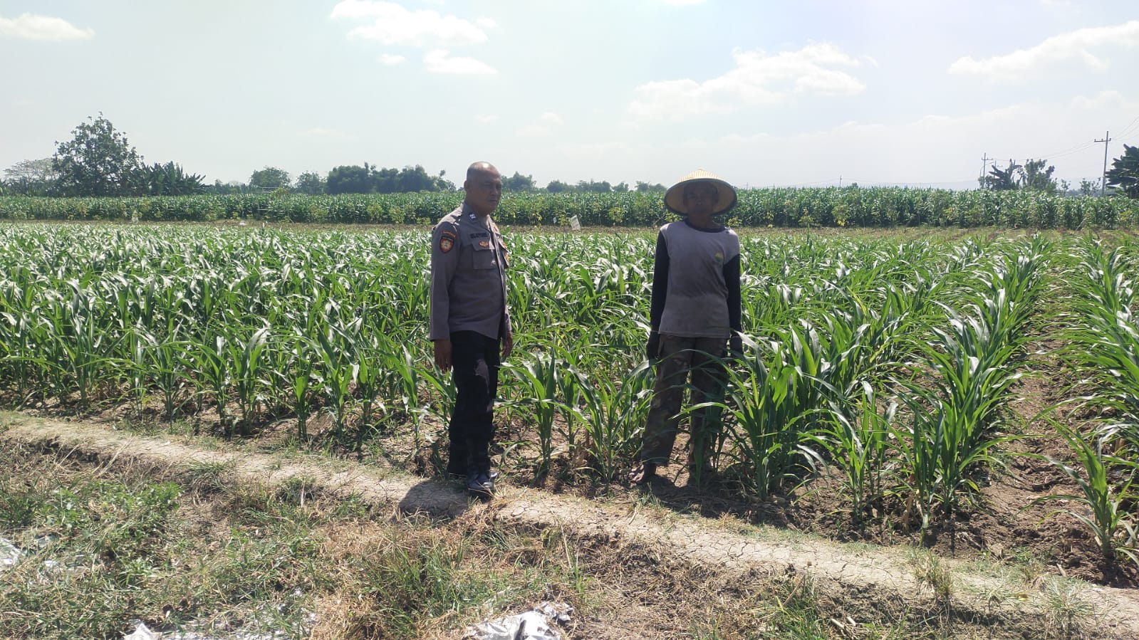 Kanit Patroli Polsek Trucuk Tinjau Pertumbuhan Jagung, Perkuat Sinergi Polri dan Petani Dukung Ketahanan Pangan
