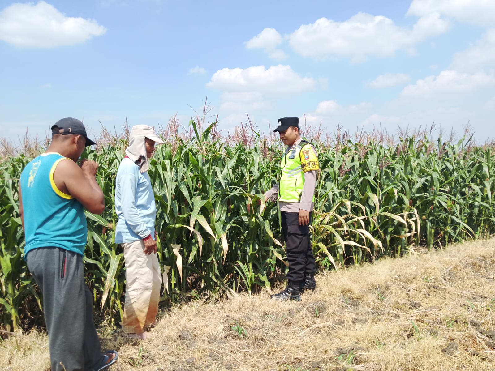 Polsek Sukosewu Dampingi Petani Jagung Desa Duyungan, Dukung Ketahanan Pangan Nasional