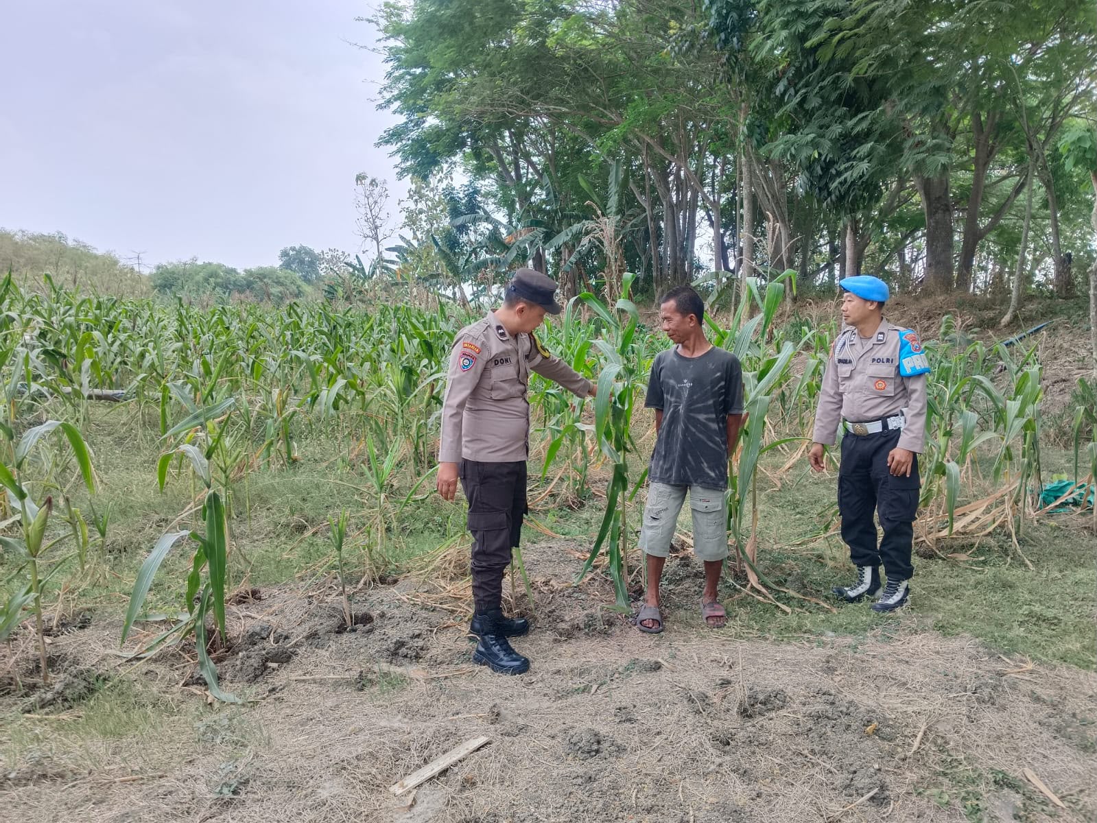 Polsek Sumberrejo Dukung Program Ketahanan Pangan Nasional, Dampingi Petani Jagung di Desa Kedungrejo