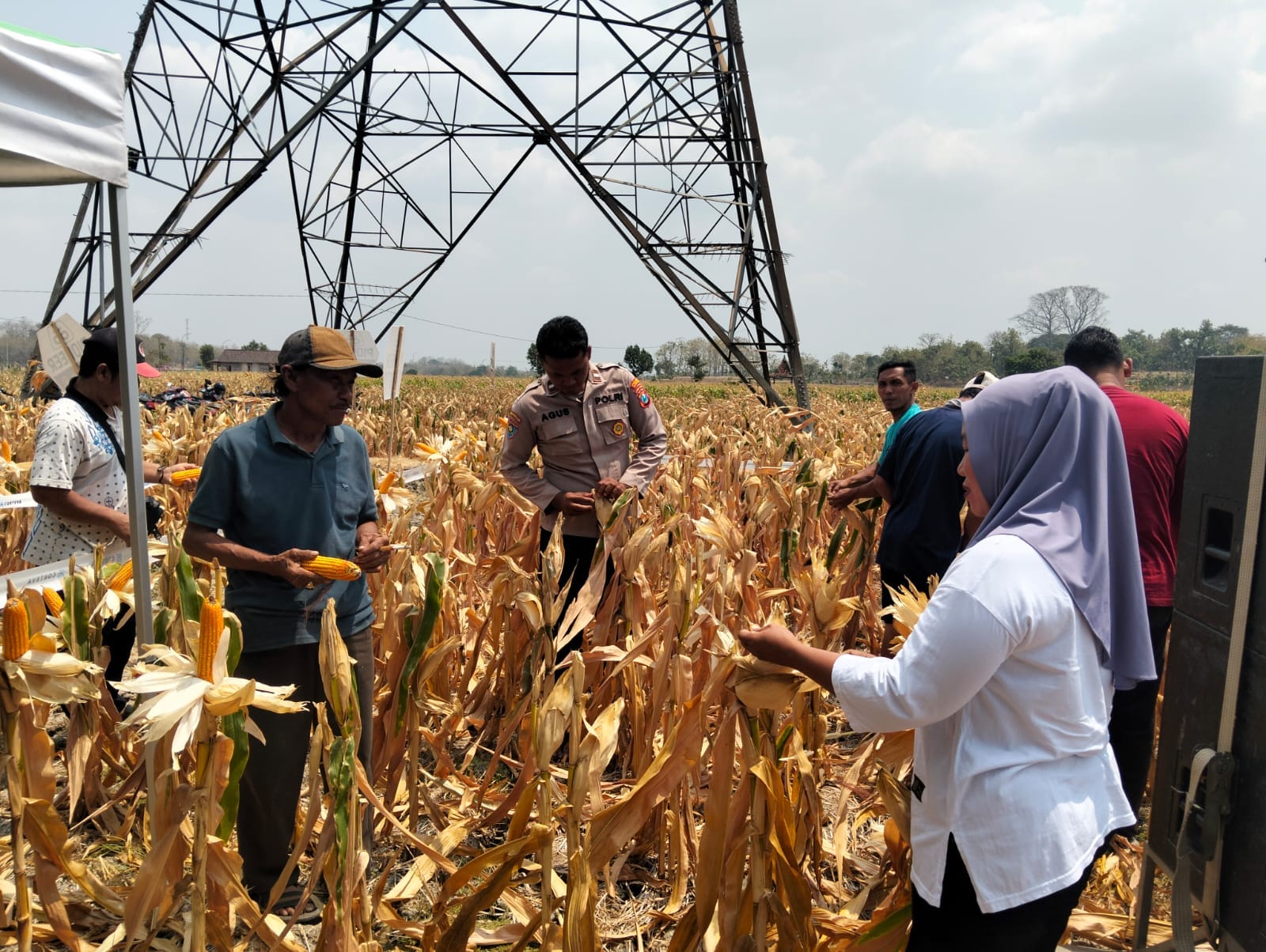 Bhabinkamtibmas Bantu Panen Jagung Di Desa Binaan