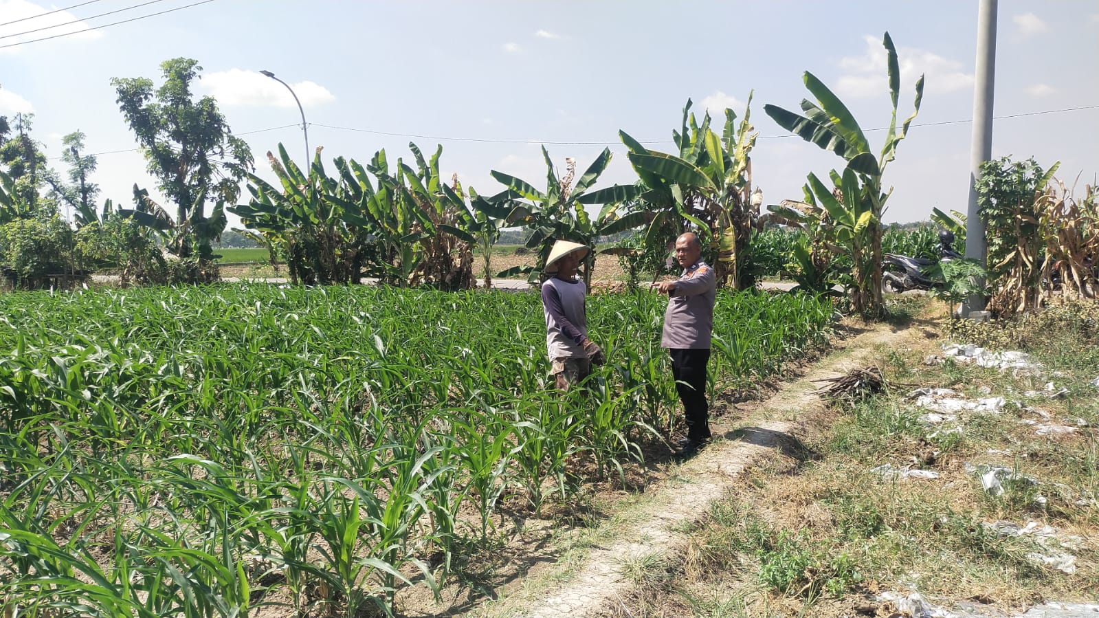 Polsek Trucuk Dampingi Petani Jagung, Sebagai Wujud Nyata Dukungan Polri terhadap Program Ketahanan Pangan Nasional