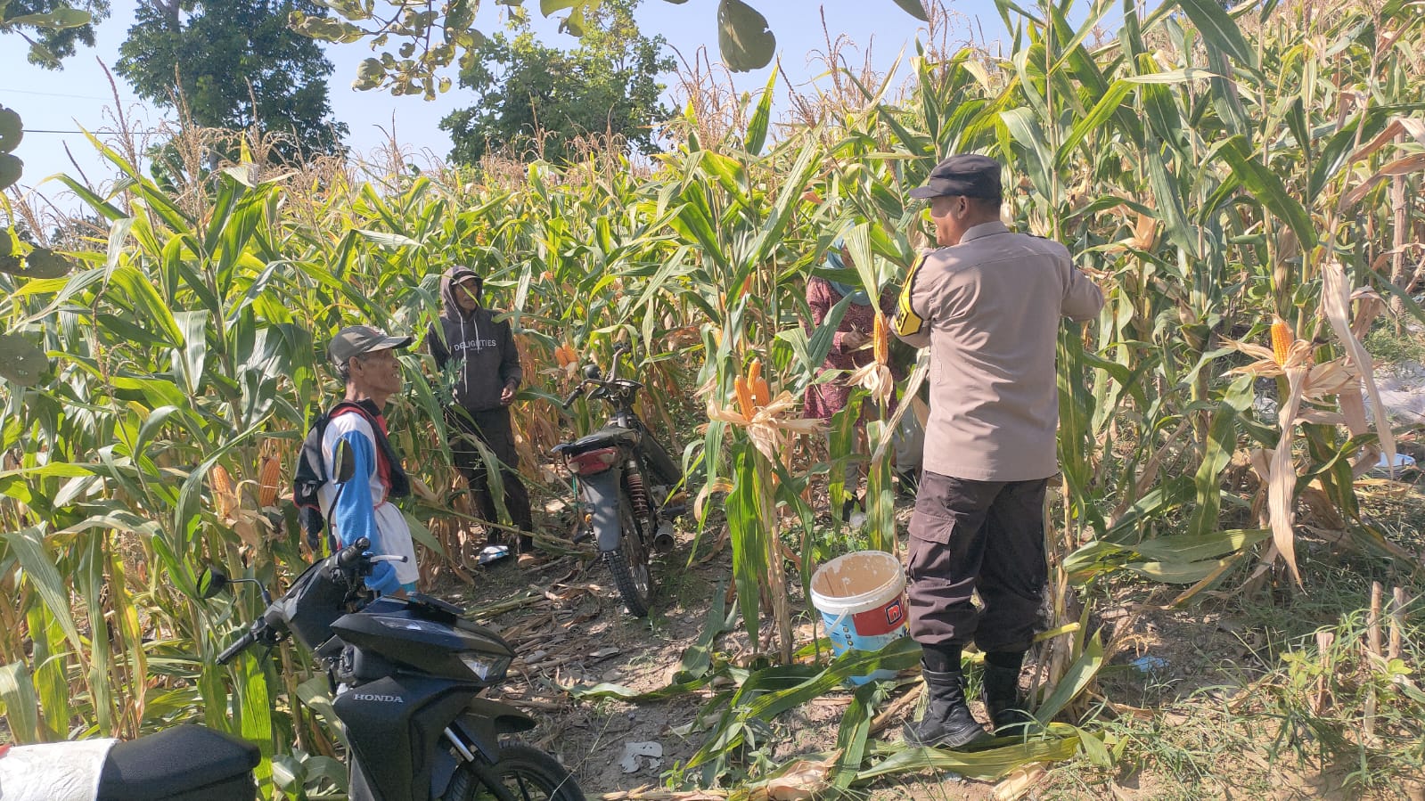 Sambang Ke Petani Jagung Bhabinkamtibmas desa Clebung Polsek Bubulan Berikan Himbauan