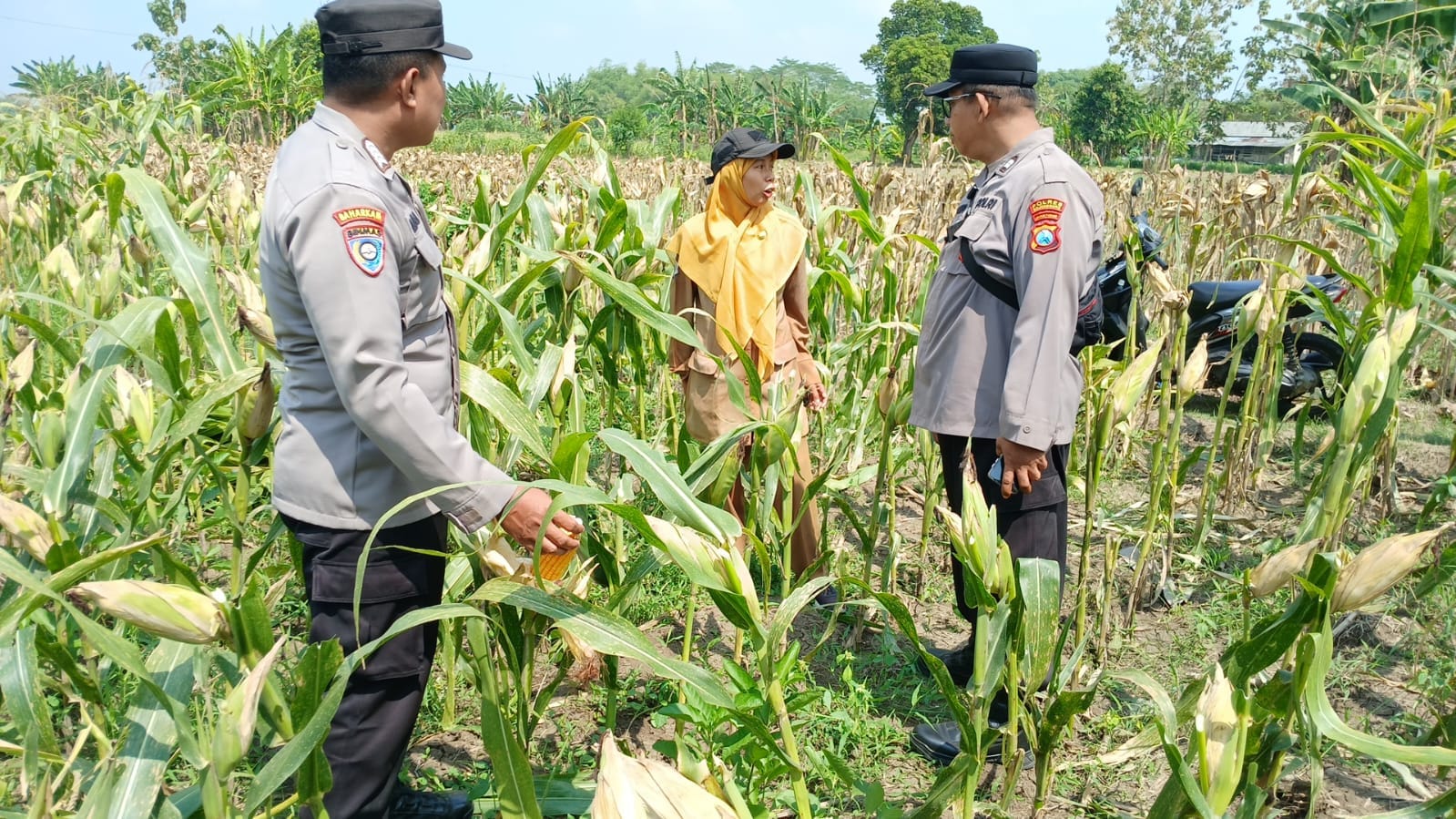 Polsek Kalitidu Lakukan Pendampingan Pada Petani Jagung, Dukung Program Ketahanan Pangan