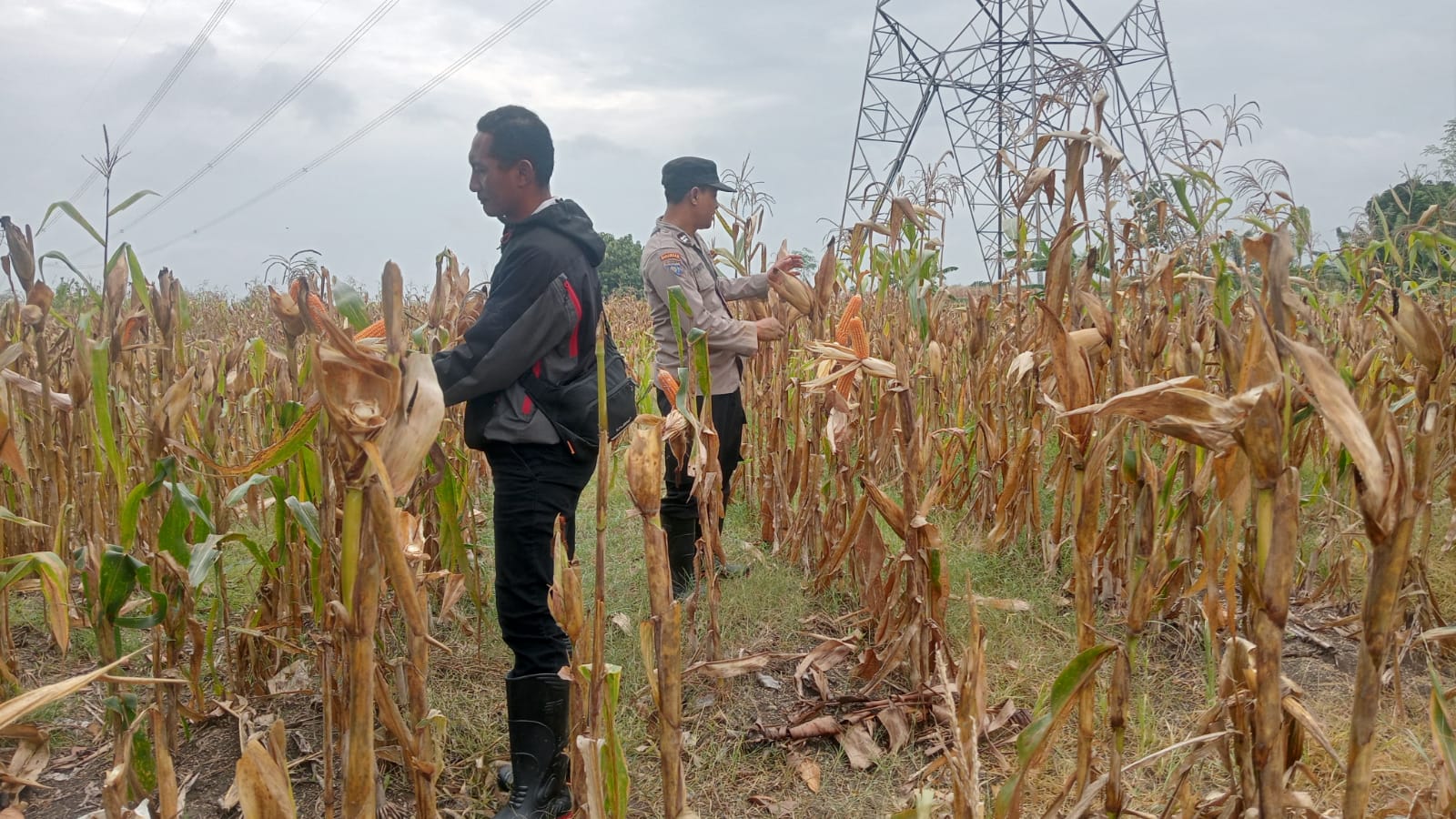 Polsek Sukosewu Dampingi Petani Jagung Desa Duyungan, Dukung Ketahanan Pangan Nasional