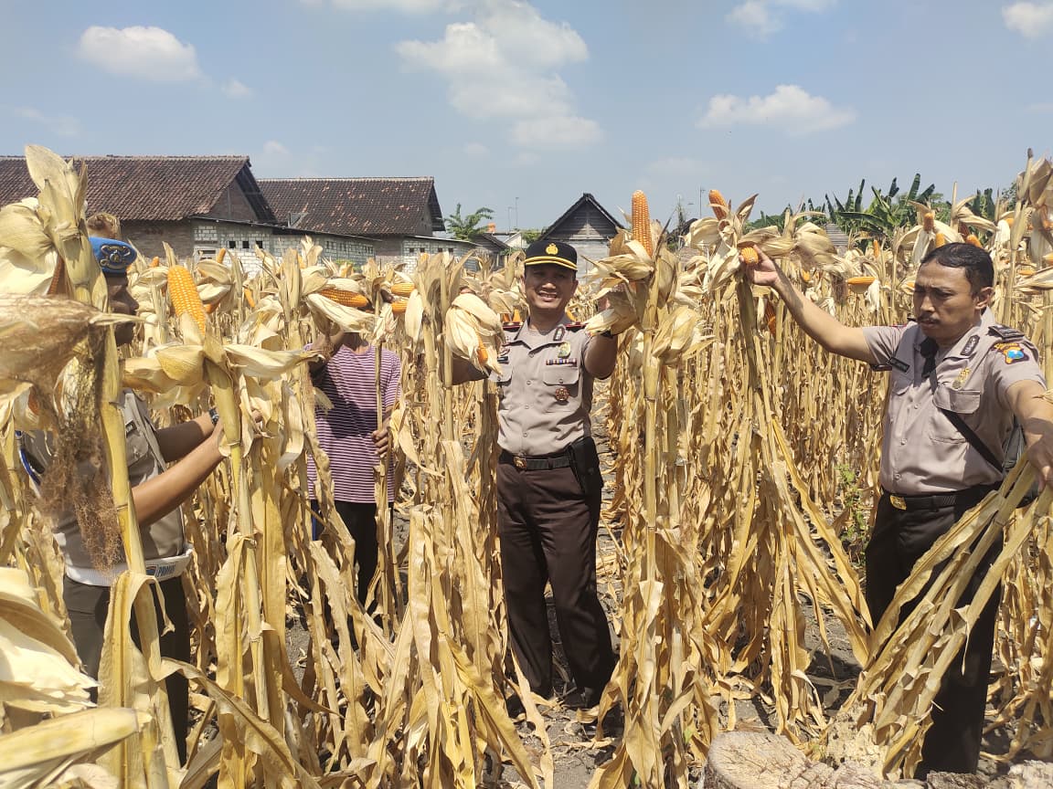 Kapolsek Bojonegoro Kota Dampingi Petani Jagung, Dukung Ketahanan Pangan Nasional