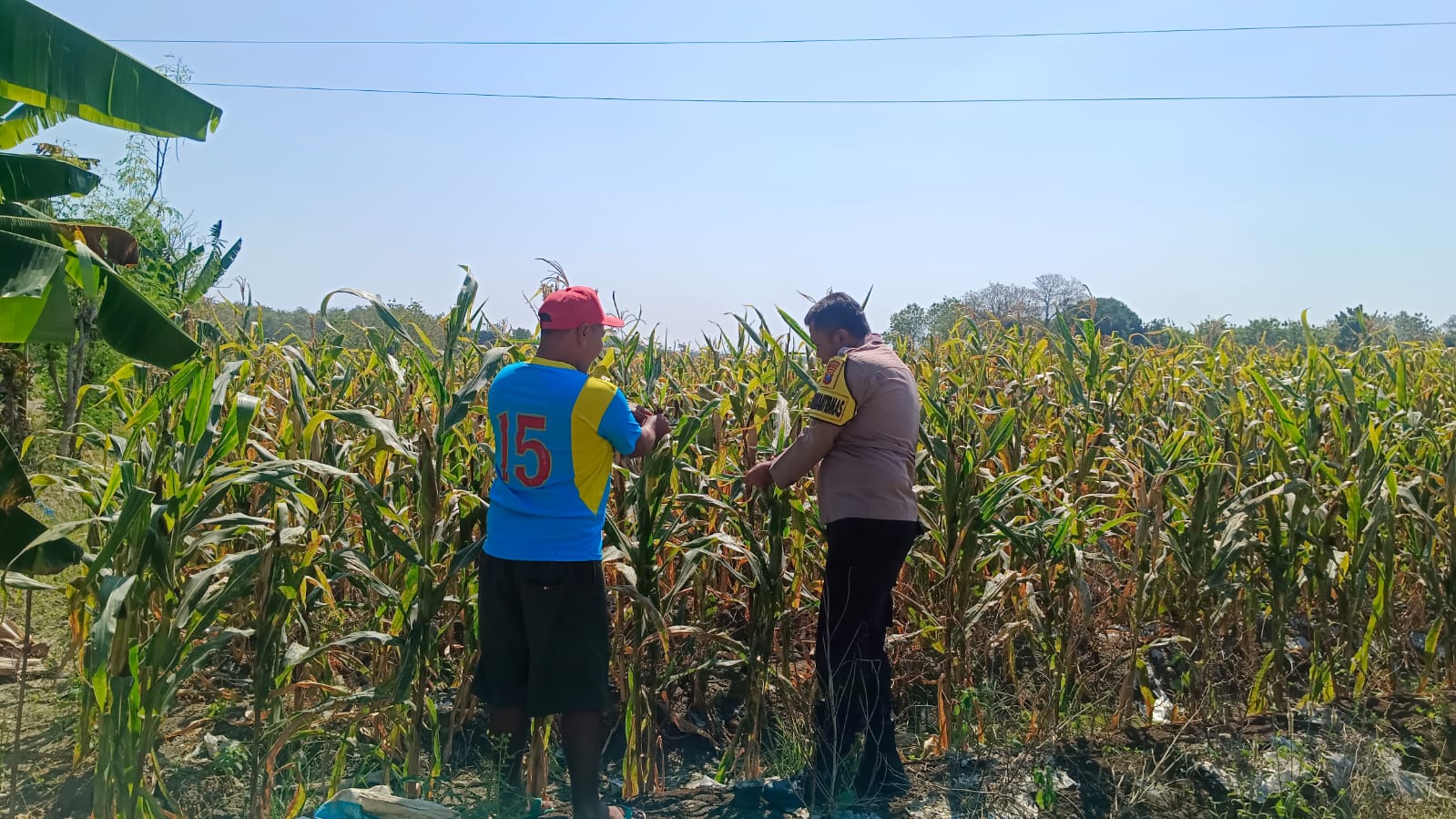 Bhabinkamtibmas Polsek Bubulan Sambangi Petani, Ajak Tingkatkan Budidaya Jagung Dukung Ketahanan Pangan Nasional