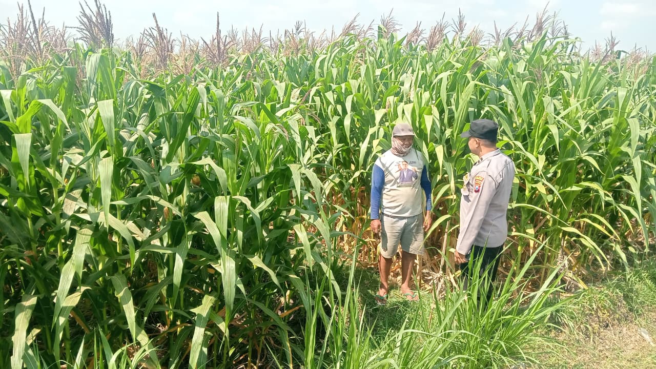 Dukung Asta Cita Presiden RI, Polsek Gayam Dampingi Petani Jagung di Ds. Katur Kec. Gayam