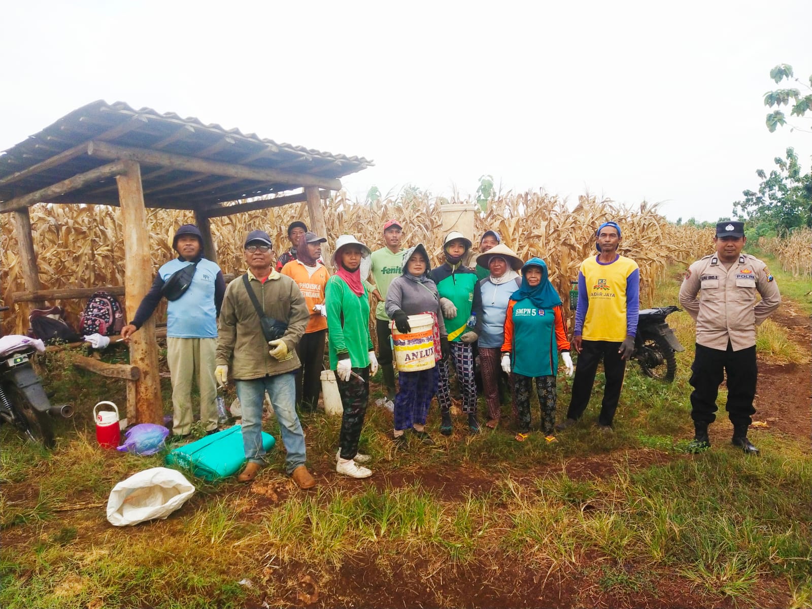 Dukung Ketahanan Pangan, Anggota Polsek Dander Laksanakan Sambang dan Pendampingan Panen Jagung di Desa Sumberarum
