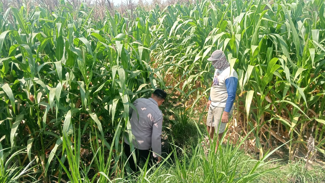 Dukung Asta Cita Presiden RI, Polsek Gayam Dampingi Petani Jagung di Ds. Katur Kec. Gayam