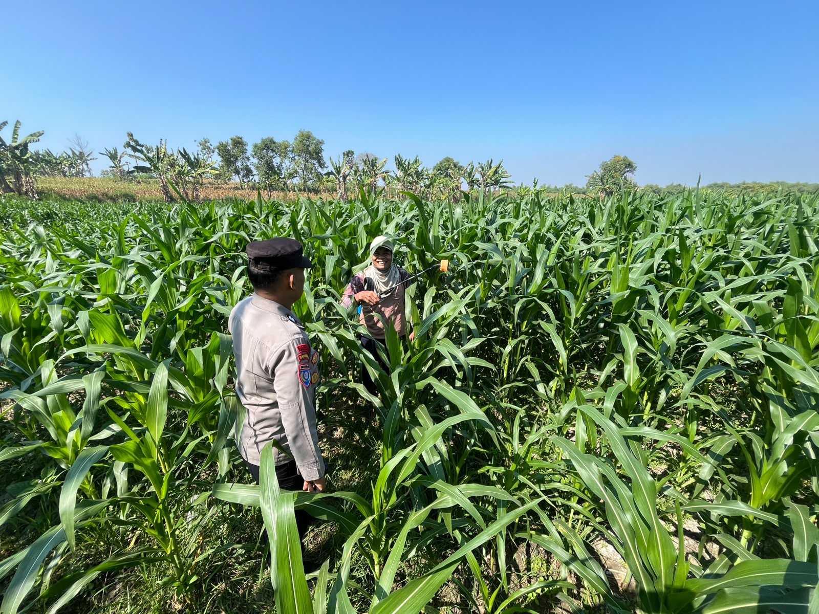 Dukung Ketahanan Pangan,Ps. Kanit Binmas Polsek Tambakrejo dan Aipda Si'im Bhabinkamtibmas Ds. Turi Sambangi Petani Jagung