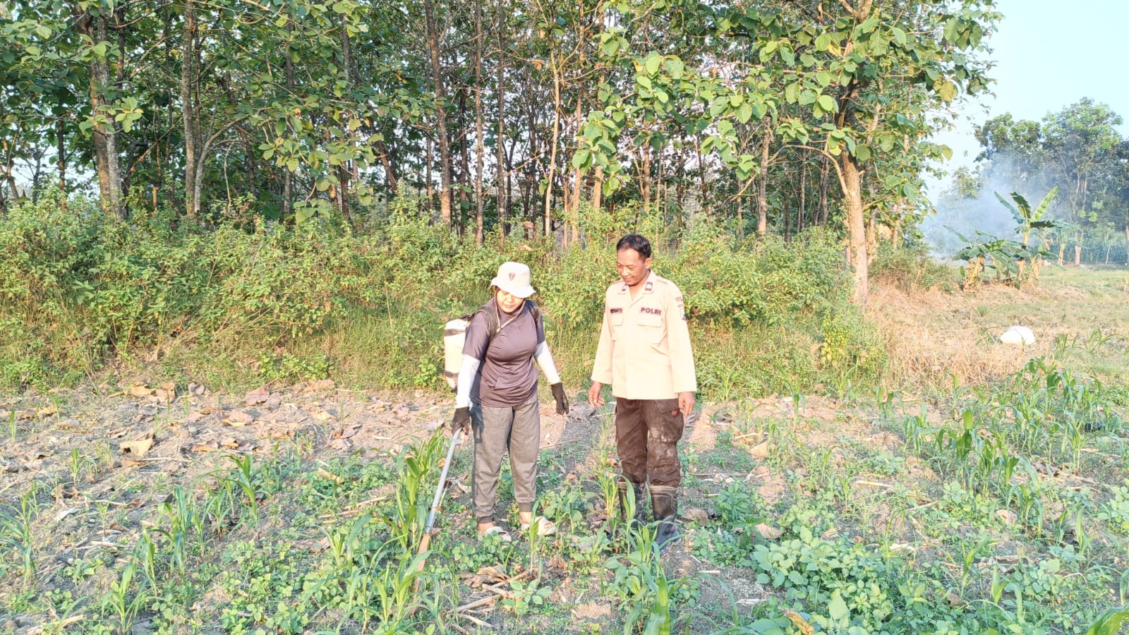 Bhabinkamtibmas Dampingi Petani Jagung Dukung Ketahanan Pangan.