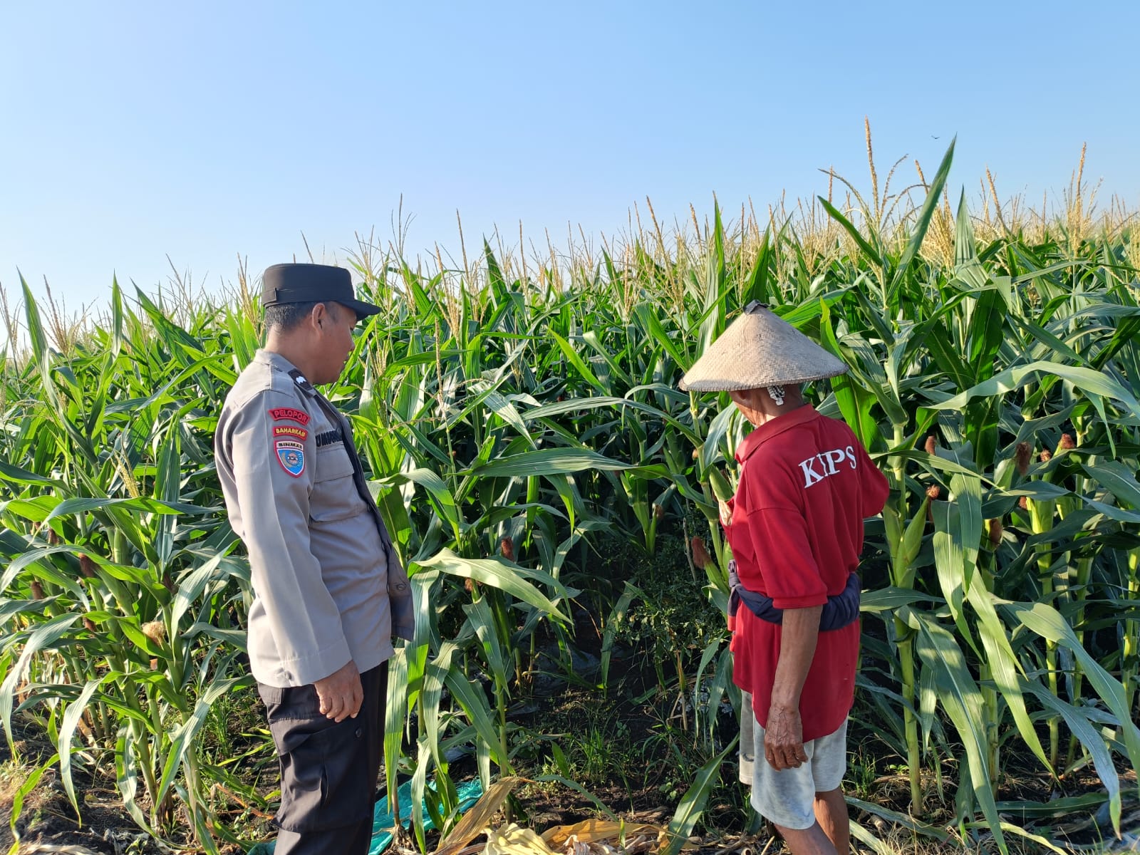 Perkuat Ketahanan Pangan, Bhabinkamtibmas Desa Ngablak Sambang dan Dampingi Petani Merawat Tanaman Jagung
