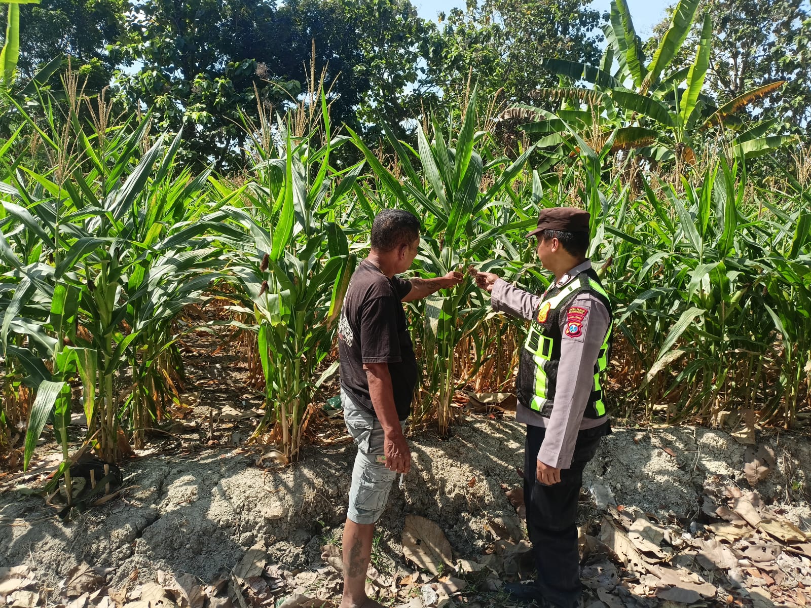 Bhabinkamtibmas Desa Ngelo Sambangi dan Merawat Tanaman Jagung Bersama Petaninya