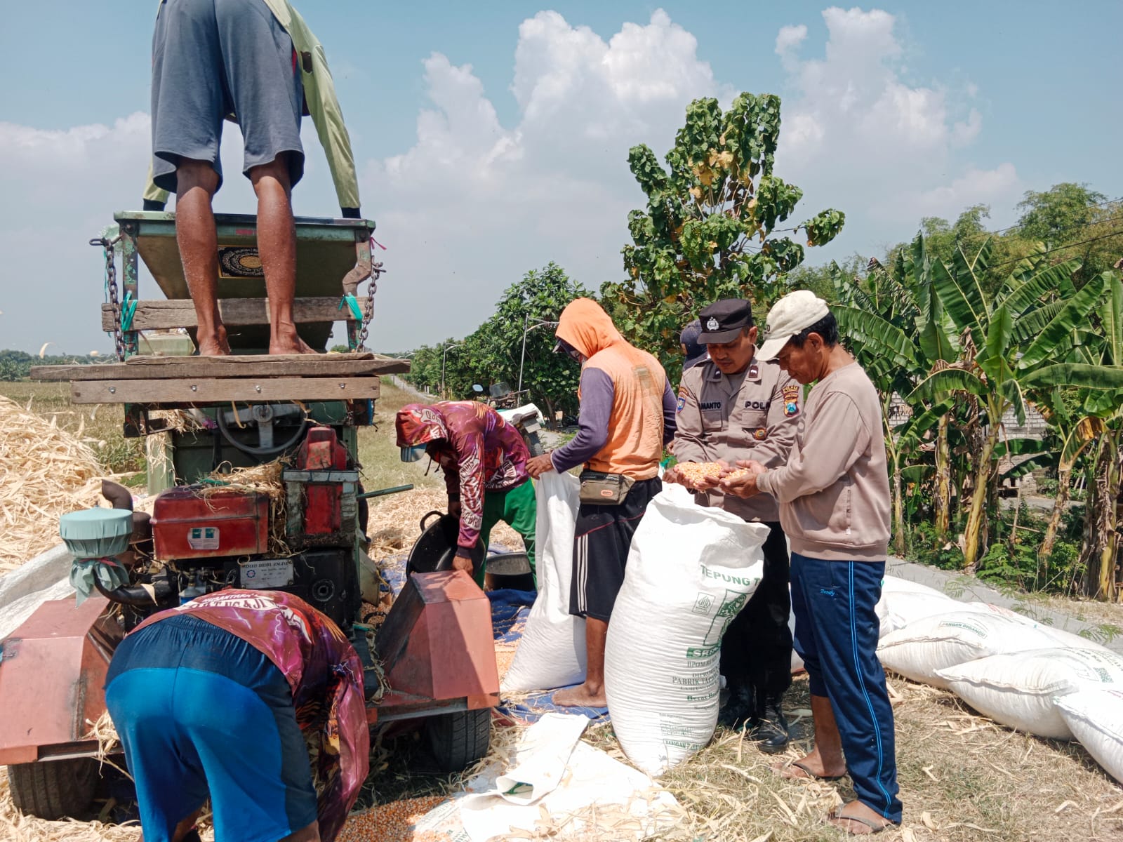 Polsek kanor Dampingi Petani Panen Jagung