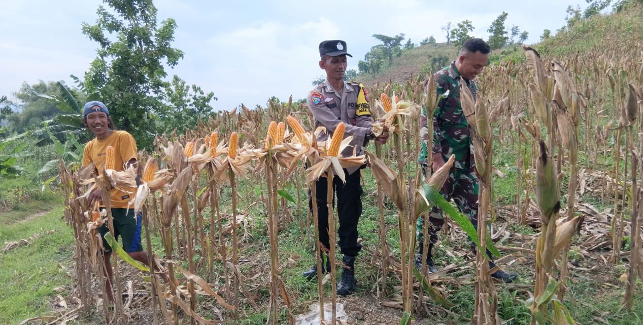 Polsek Malo Dampingi Petani Jagung Desa Tinawun, Dukung Ketahanan Pangan Nasional