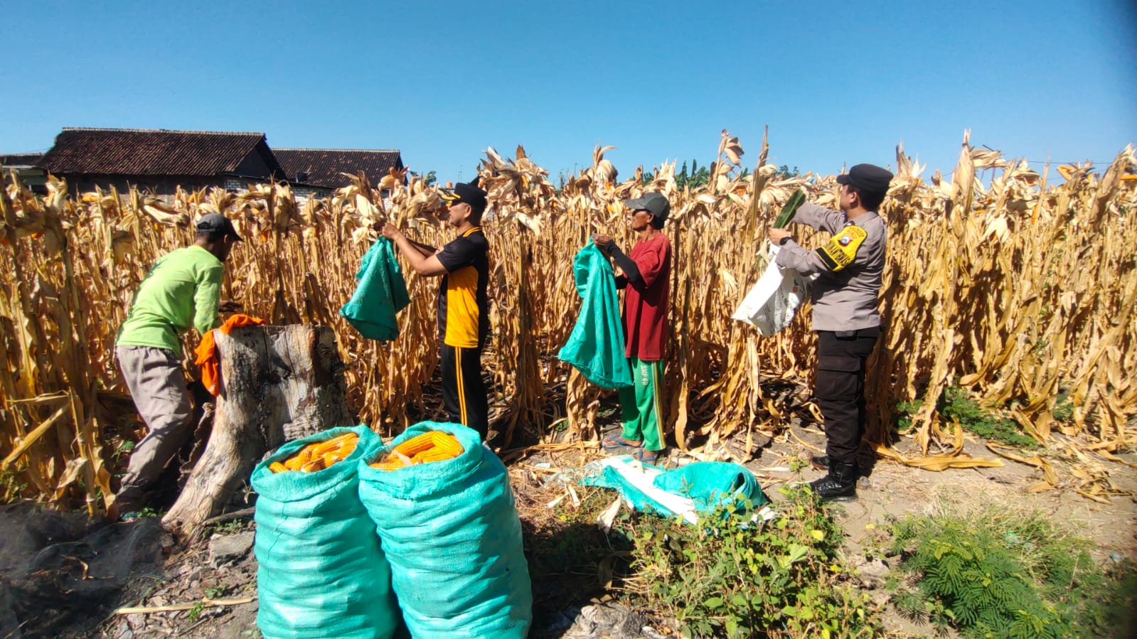 Polsek Bojonegoro Kota Dampingi Panen Jagung Warga, Wujud Nyata Dukung Ketahanan Pangan Nasional