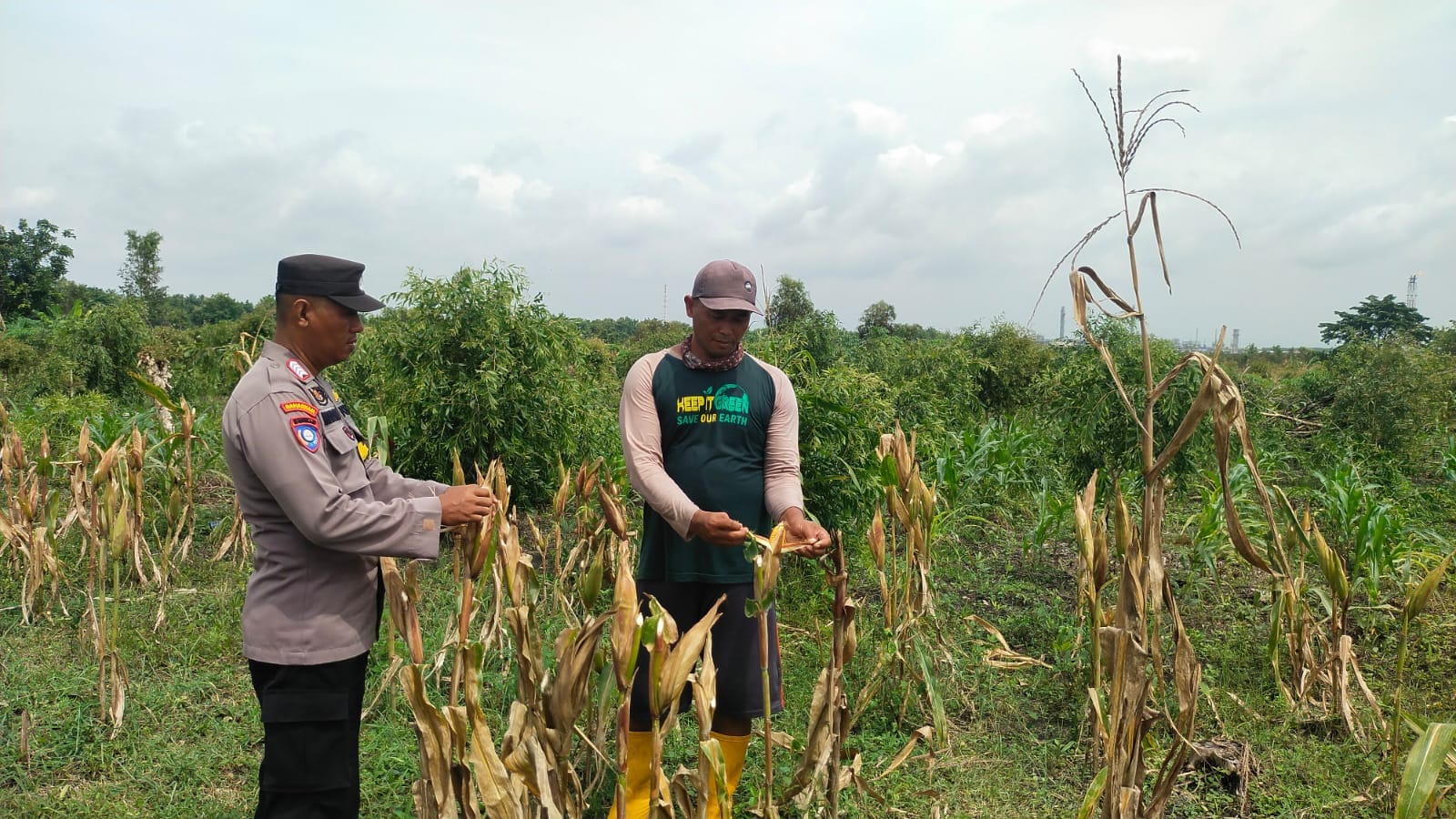 Bhabinkamtibmas Desa Kolong Bantu Panen Jagung Di Desa Binaan