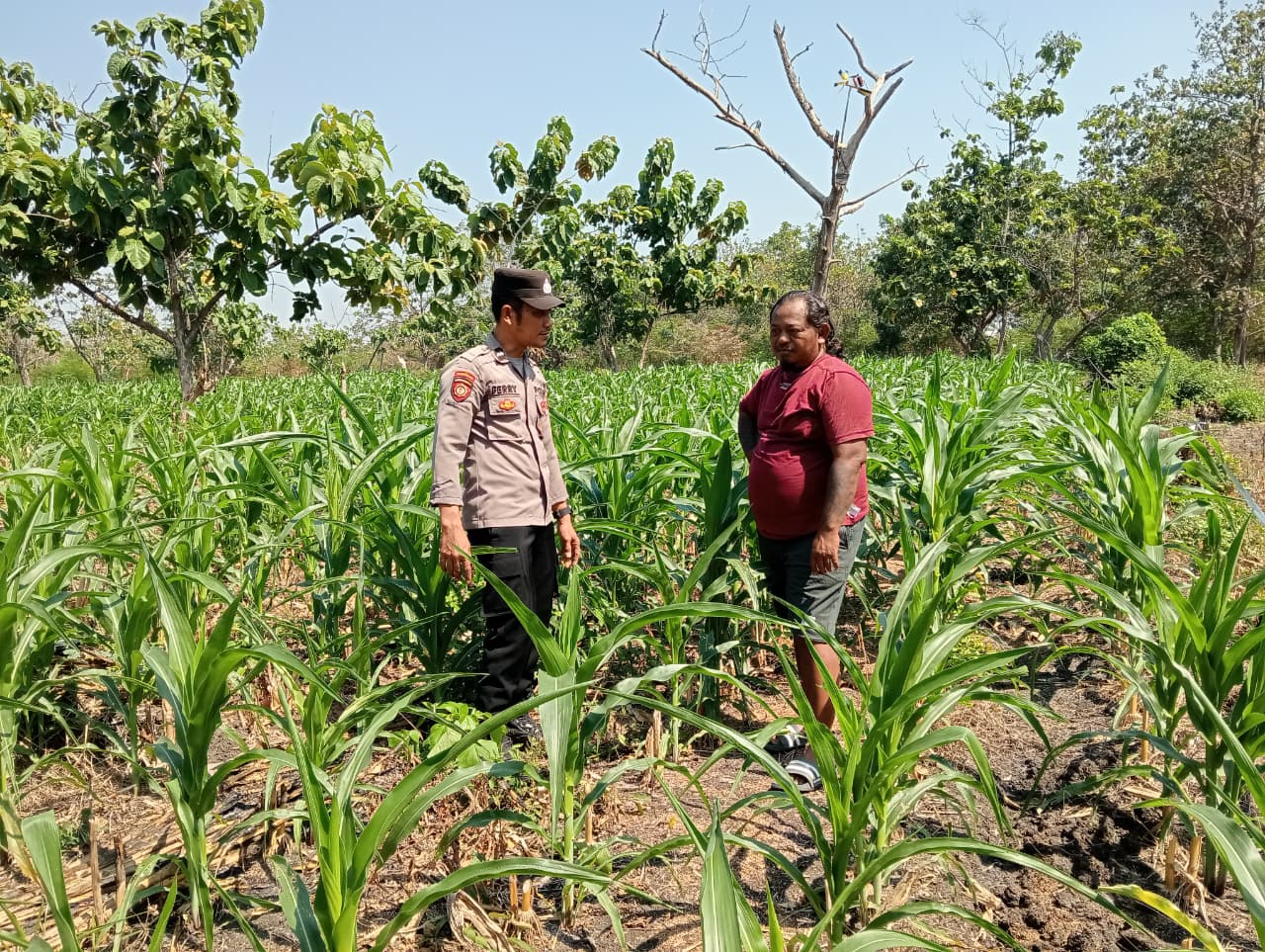 Dukung Ketahanan Pangan Nasional, Polsek Padangan Pendampingan Perkembangan Tanaman Jagung Masyarakat