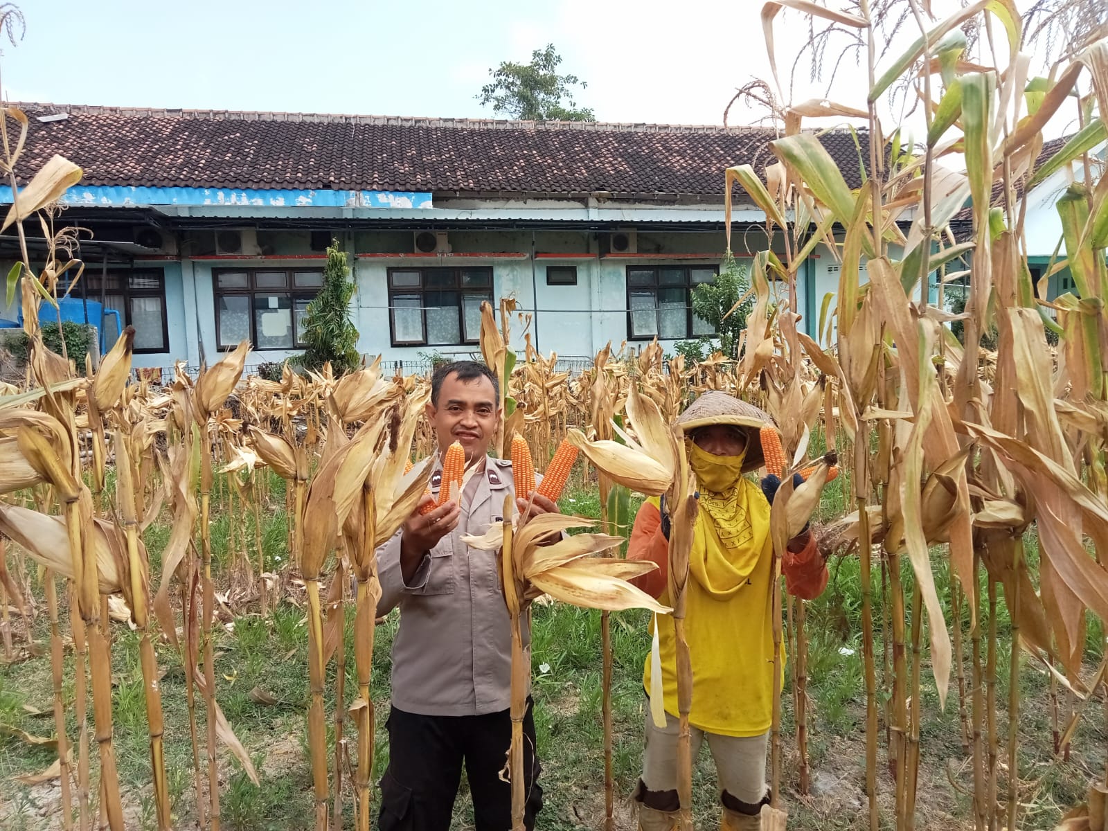 Polsek Kanor Bersama Petani Panen Jagung