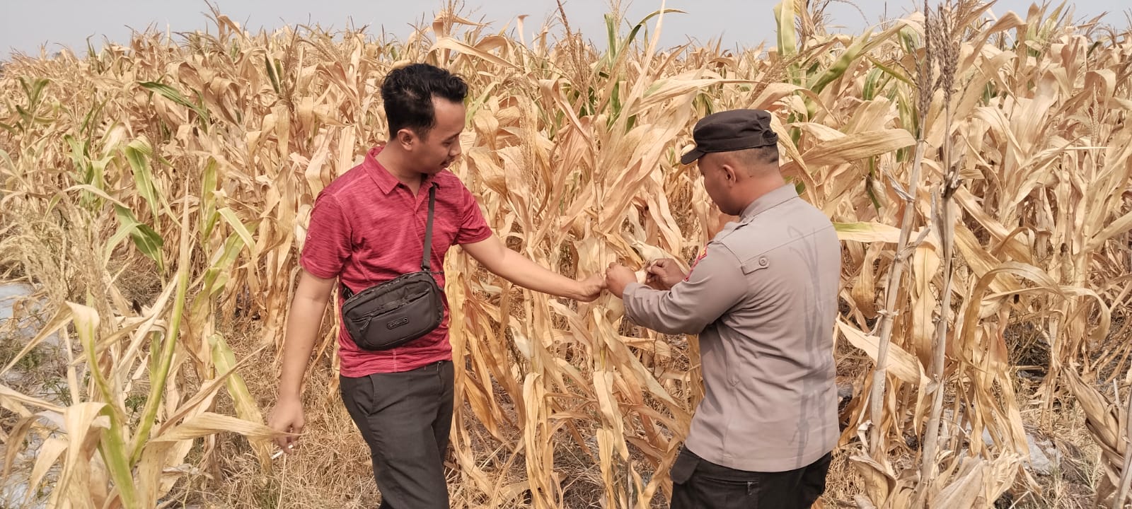 Polsek Baureno Bersama Petani Panen Jagung