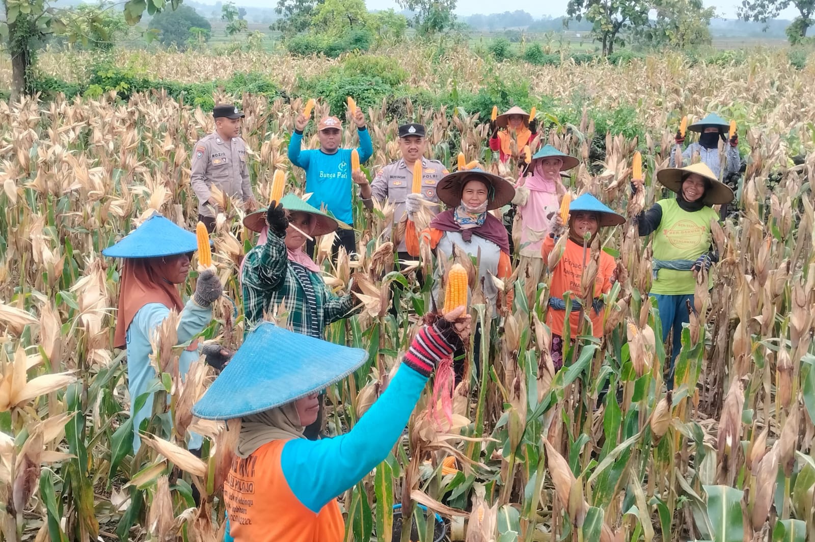 Dukung Ketahanan Pangan Nasional, Polsek Kepohbaru Dampingi Panen Jagung Warga Di Desa Pejok