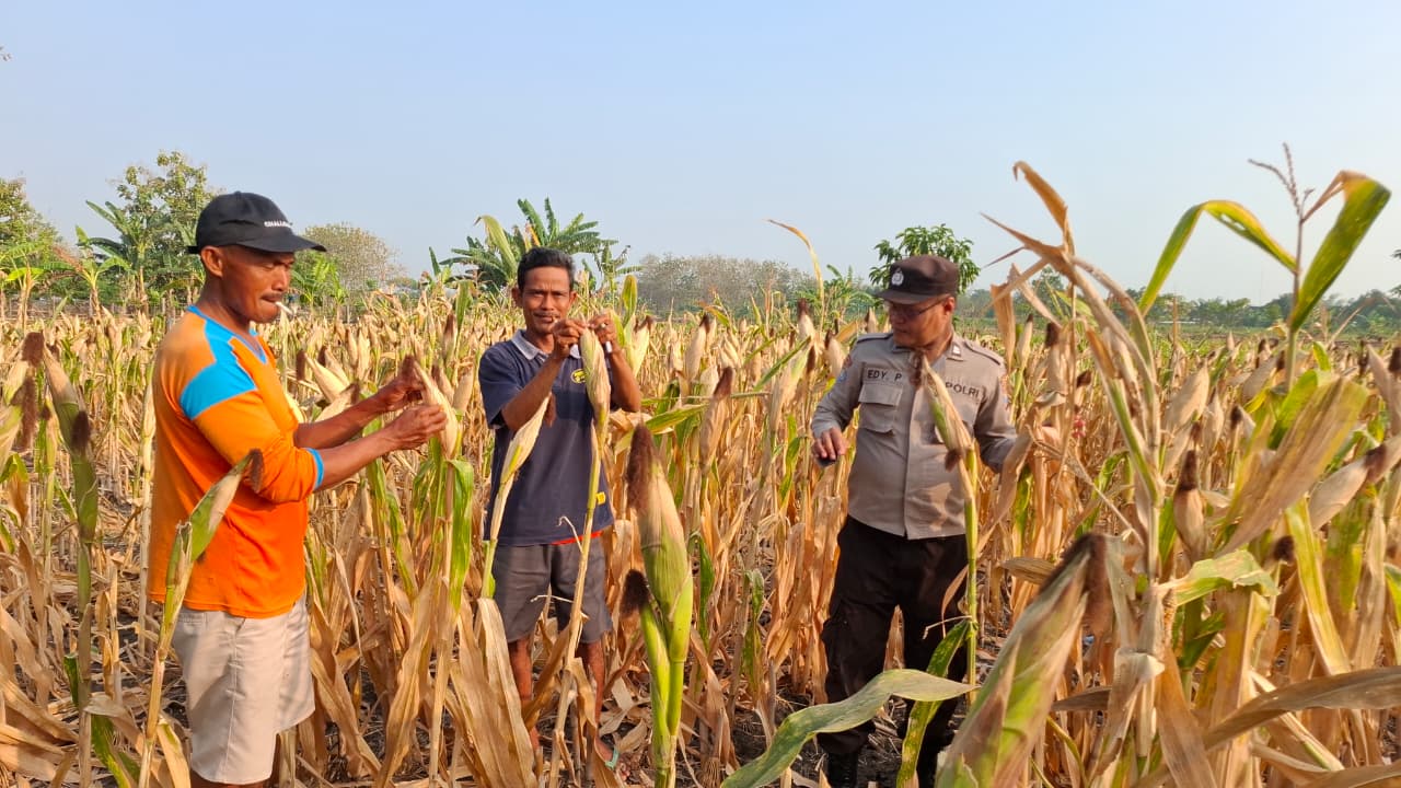 Dukung Asta Cita Presiden RI, Polsek Gayam Dampingi Petani Jagung di Ds. Katur Kec. Gayam