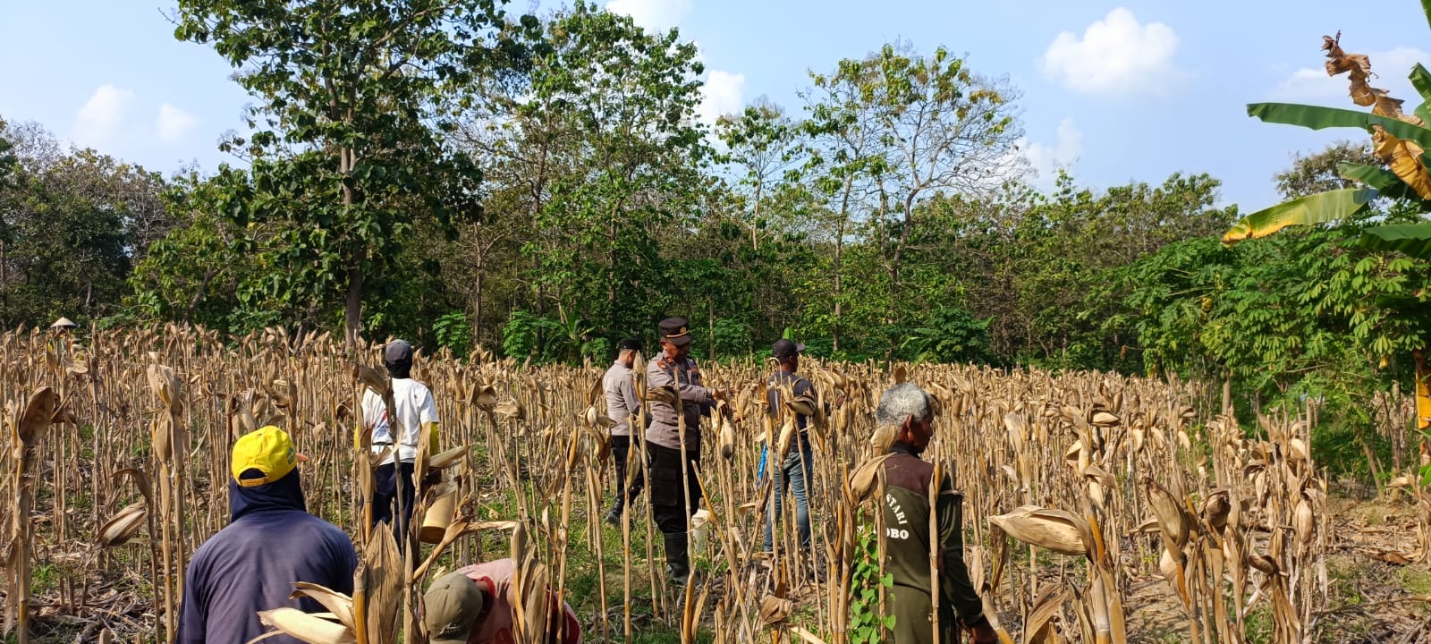 Polsek Kedewan Turun ke Ladang, Dampingi Panen Jagung Program Ketahanan Pangan
