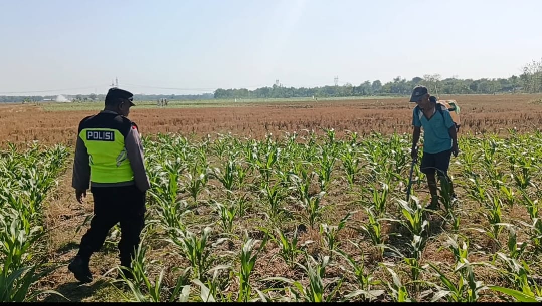 Bhabinkamtibmas Polsek Ngraho Memberikan Edukasi dan Motivasi Kepada Petani Jagung di Wilayah Kec. Ngraho