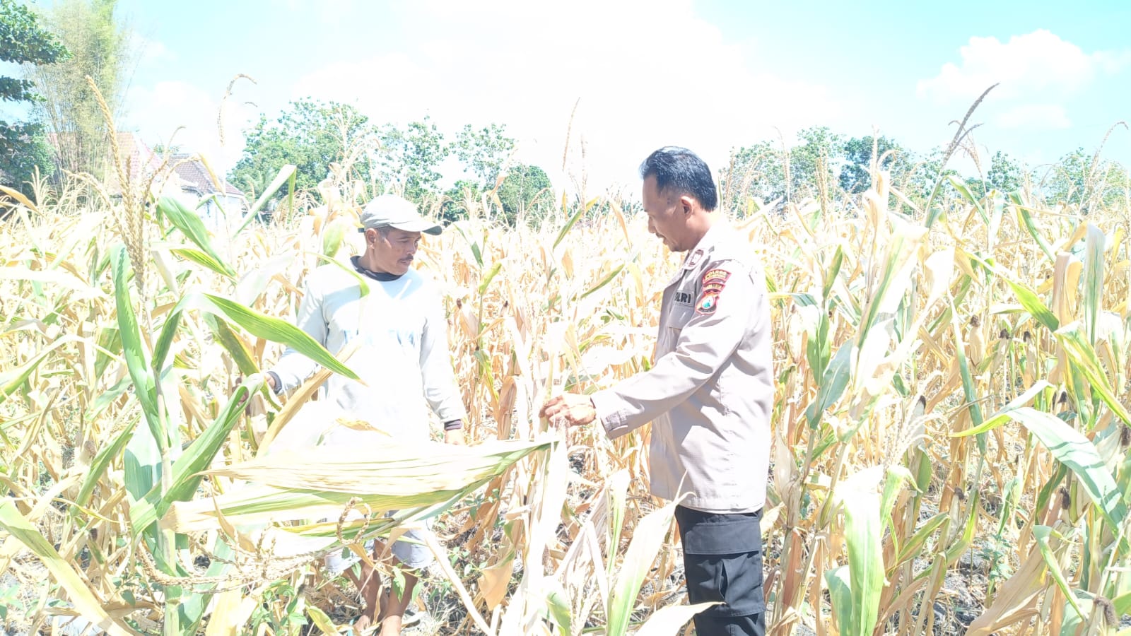 Jagung Siap Memasuki Masa Panen Bhabinkamtibmas Desa Berikan Pendampingan Petani Jagung