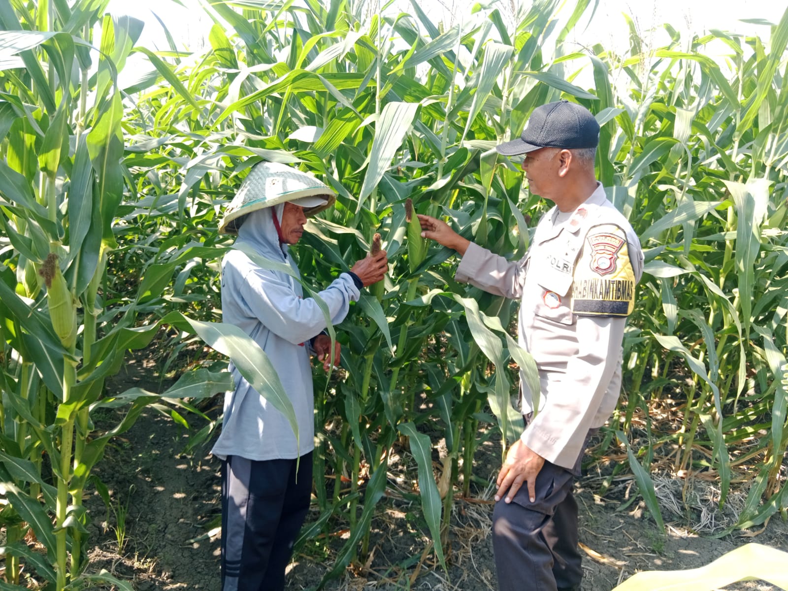 Bhabinkamtibmas Polsek Kanor Dampingi Petani Jagung