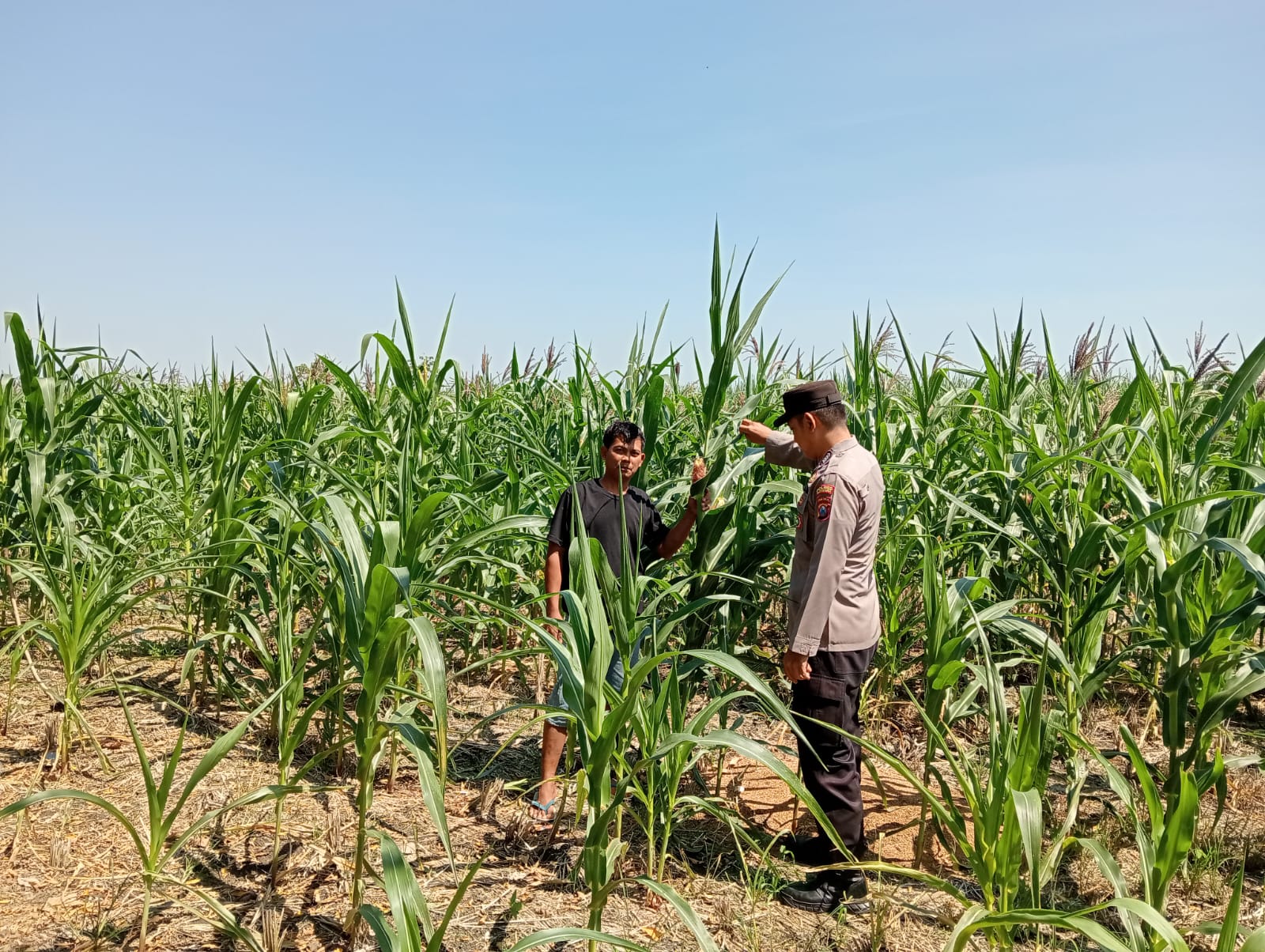Dukung Ketahanan Pangan Nasional, Polsek Padangan Memantau Perkembangan Tanaman Jagung Masyarakat