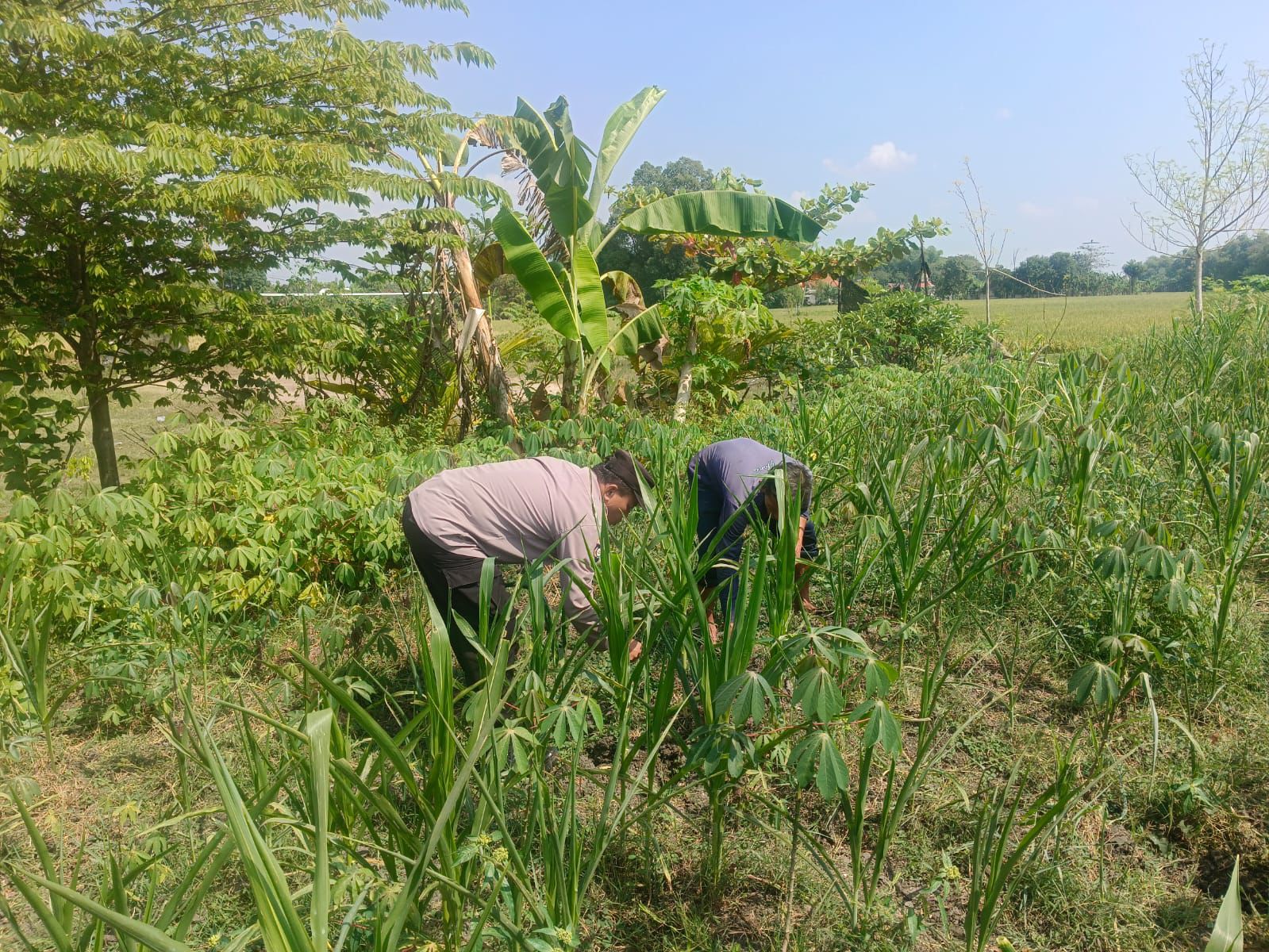 Polsek Sumberrejo Dampingi Petani Jagung Desa Ngampal Dukung Ketahanan Pangan Nasional