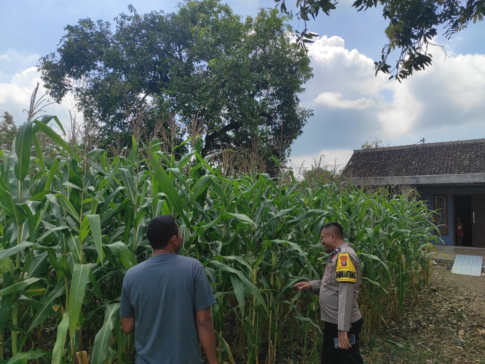 Sambang Ke Petani Jagung Bhabinkamtibmas Polsek Bubulan Berikan Edukasi