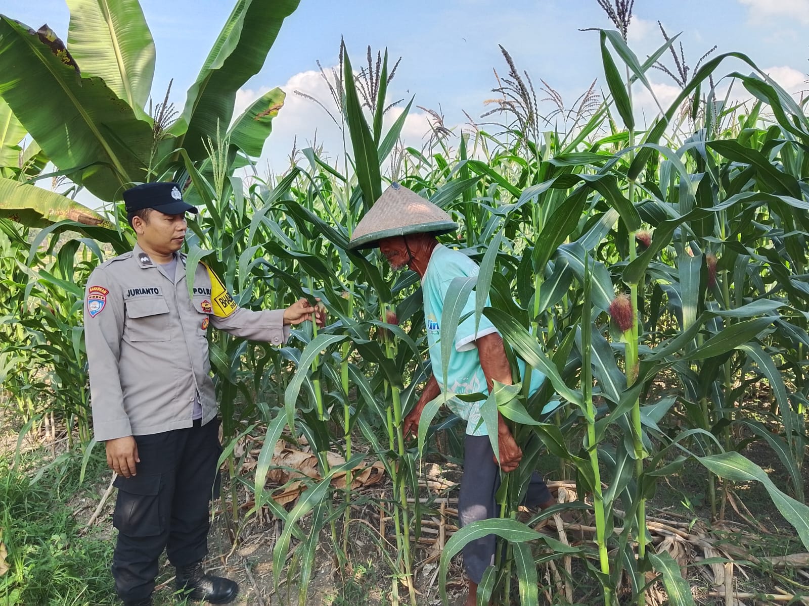 Polsek Sukosewu Dampingi Petani Jagung, Dukung Ketahanan Pangan Nasional