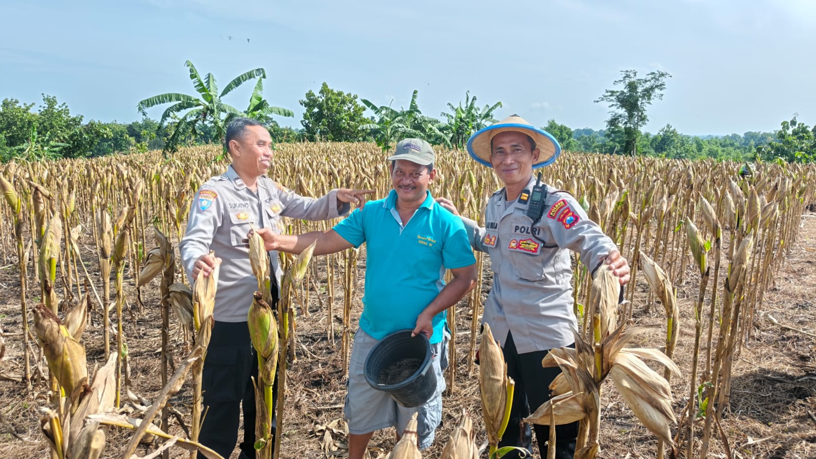Polsek Kedungadem Laksanakan Pendampingan Petani Jagung di Wilayah Kecamatan Kedungadem