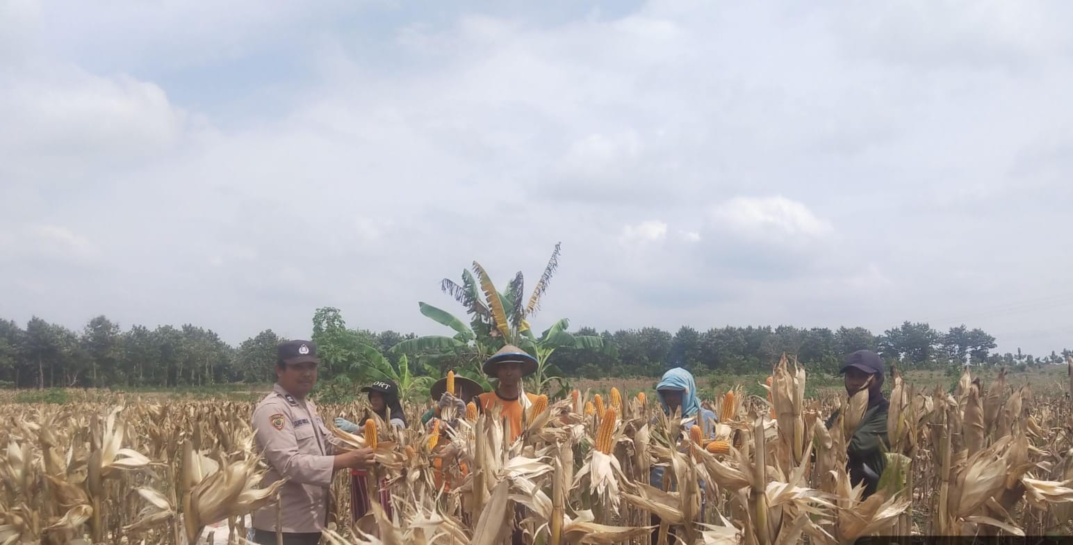 Dukung Ketahanan Pangan, Anggota Polsek Dander Sambang Petani Panen Jagung Di Desa Sumberarum