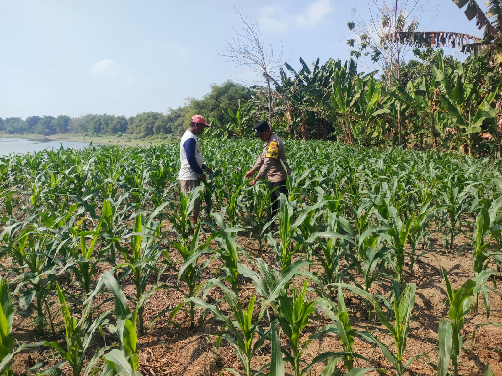 Polsek Bojonegoro Kota Dukung Ketahanan Pangan Nasional, Dampingi Petani Jagung di Desa Semanding