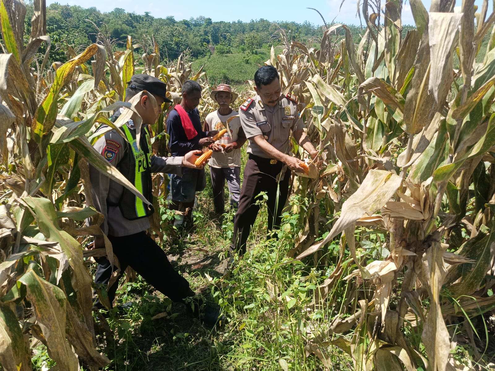 Kapolsek Margomulyo Untuk Menjaga Ketahanan Pangan Turun langsung ke Lahan Petani Jagung.