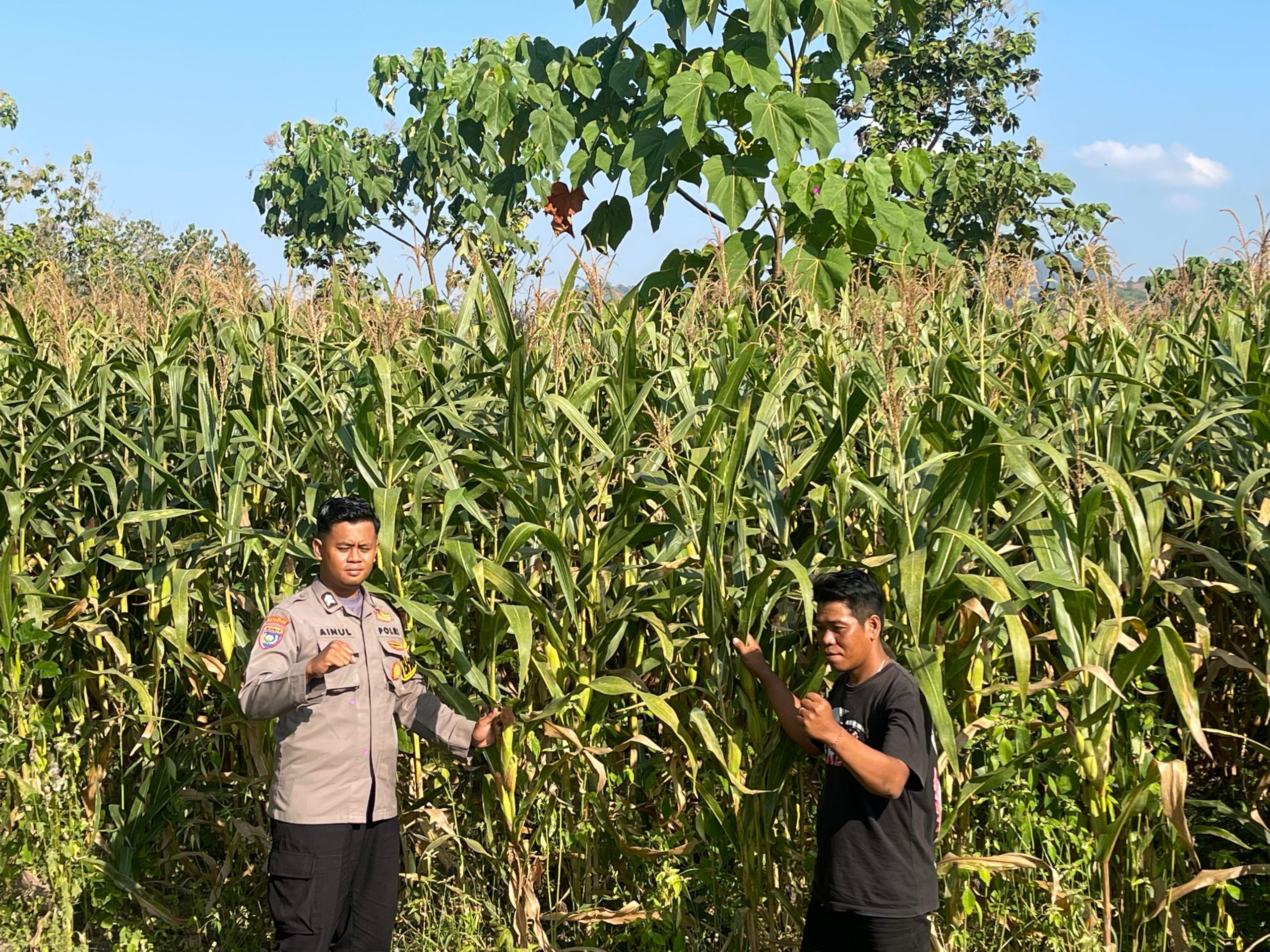 Dukung Ketahanan Pangan,Bhabinkamtibmas Polsek Gondang Sambangi Petani Jagung
